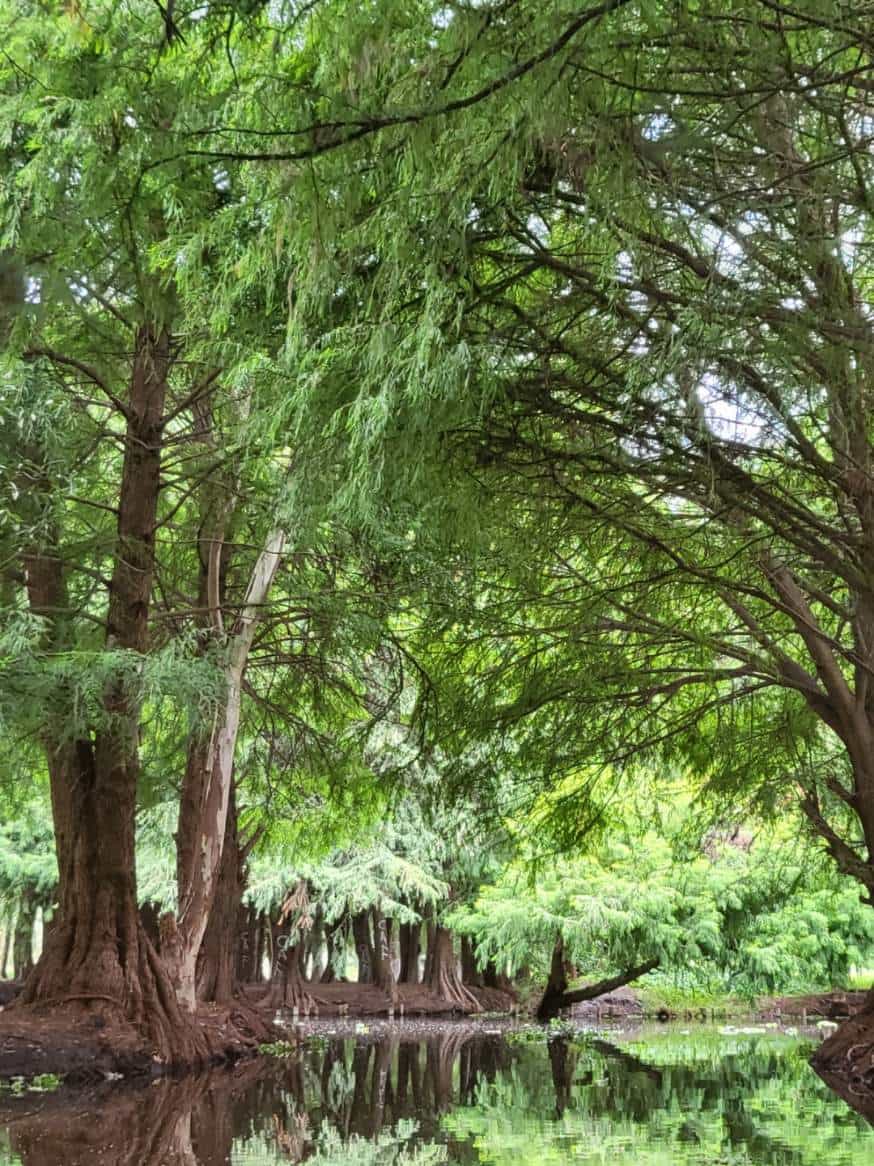 forest trees 