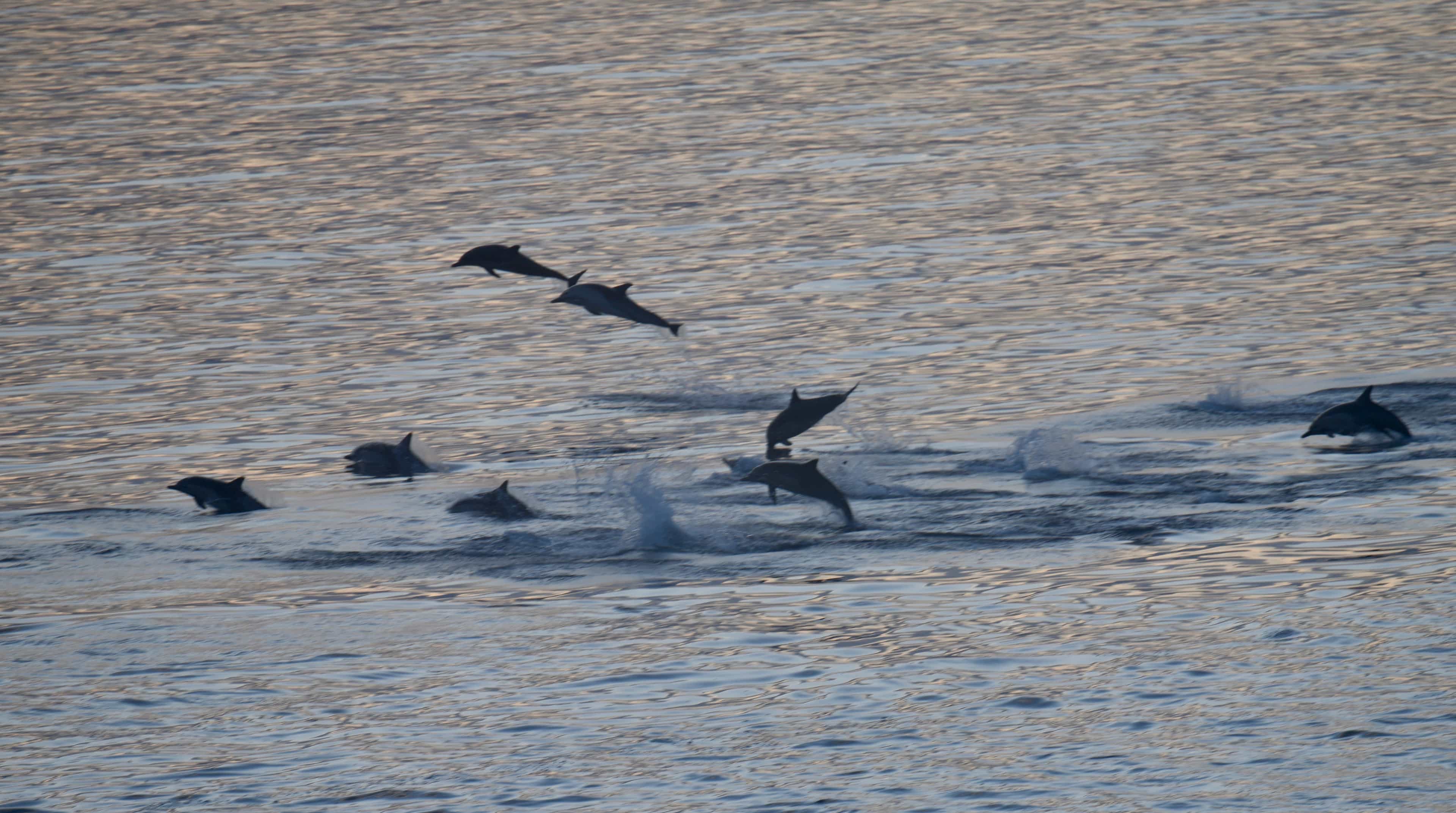 Pod of Dolphins