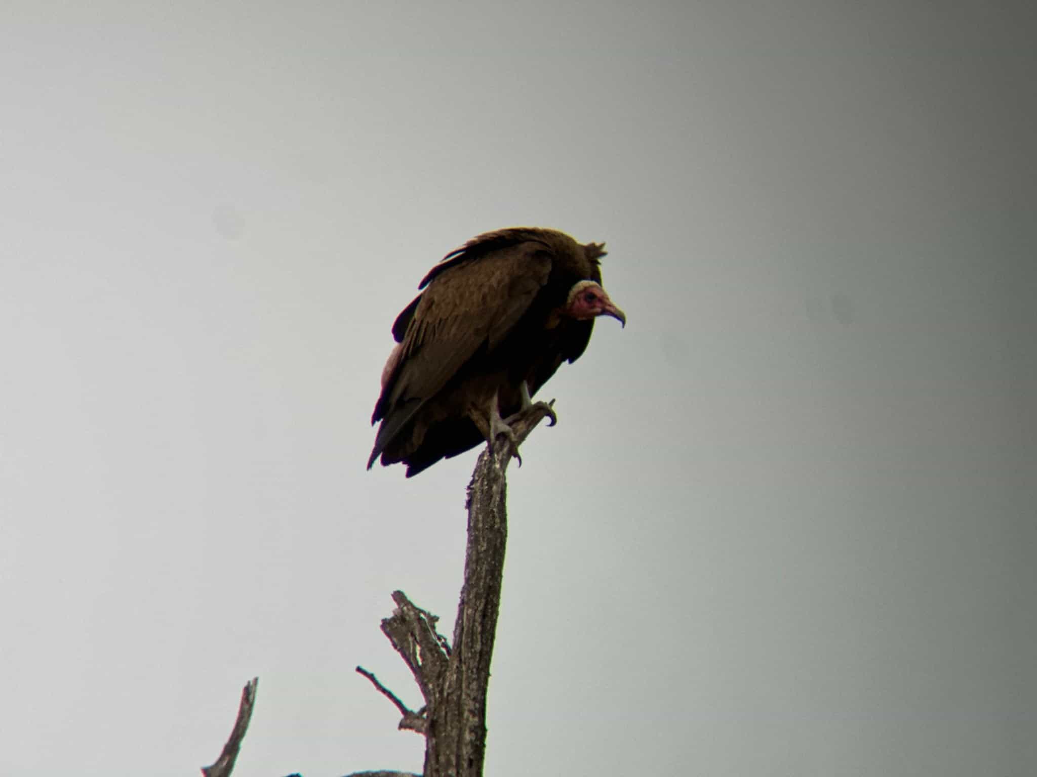 a vulture perched at the top of a branch