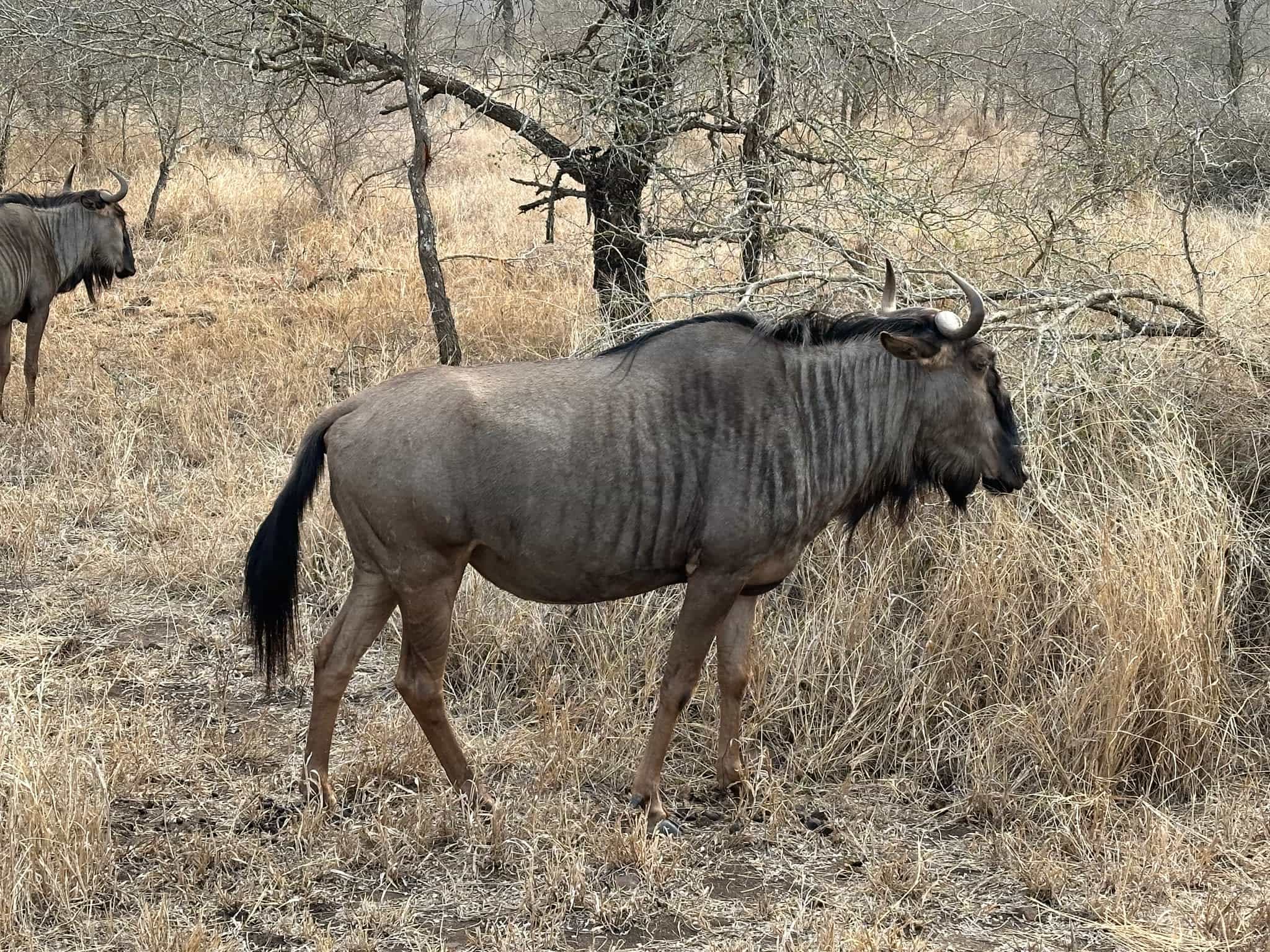 a brown wildebeest in the bush of Africa