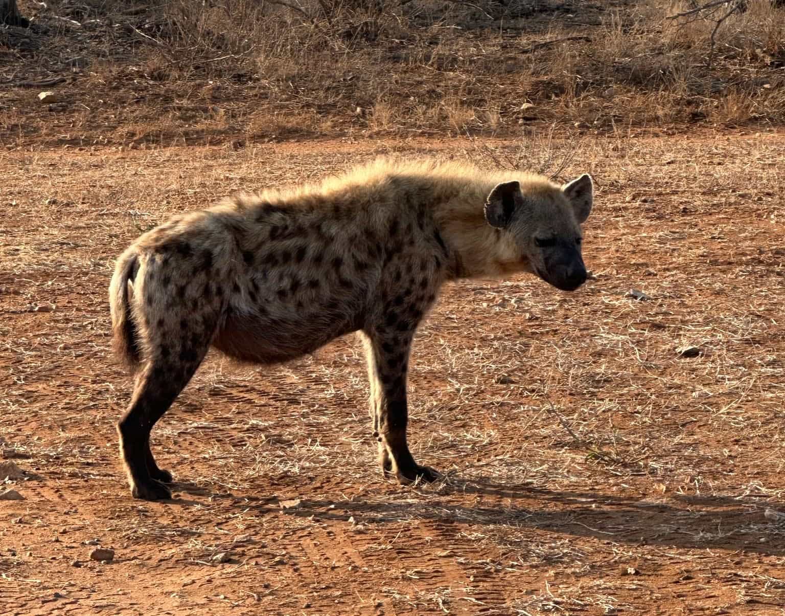 a spotted hyena in the African desert