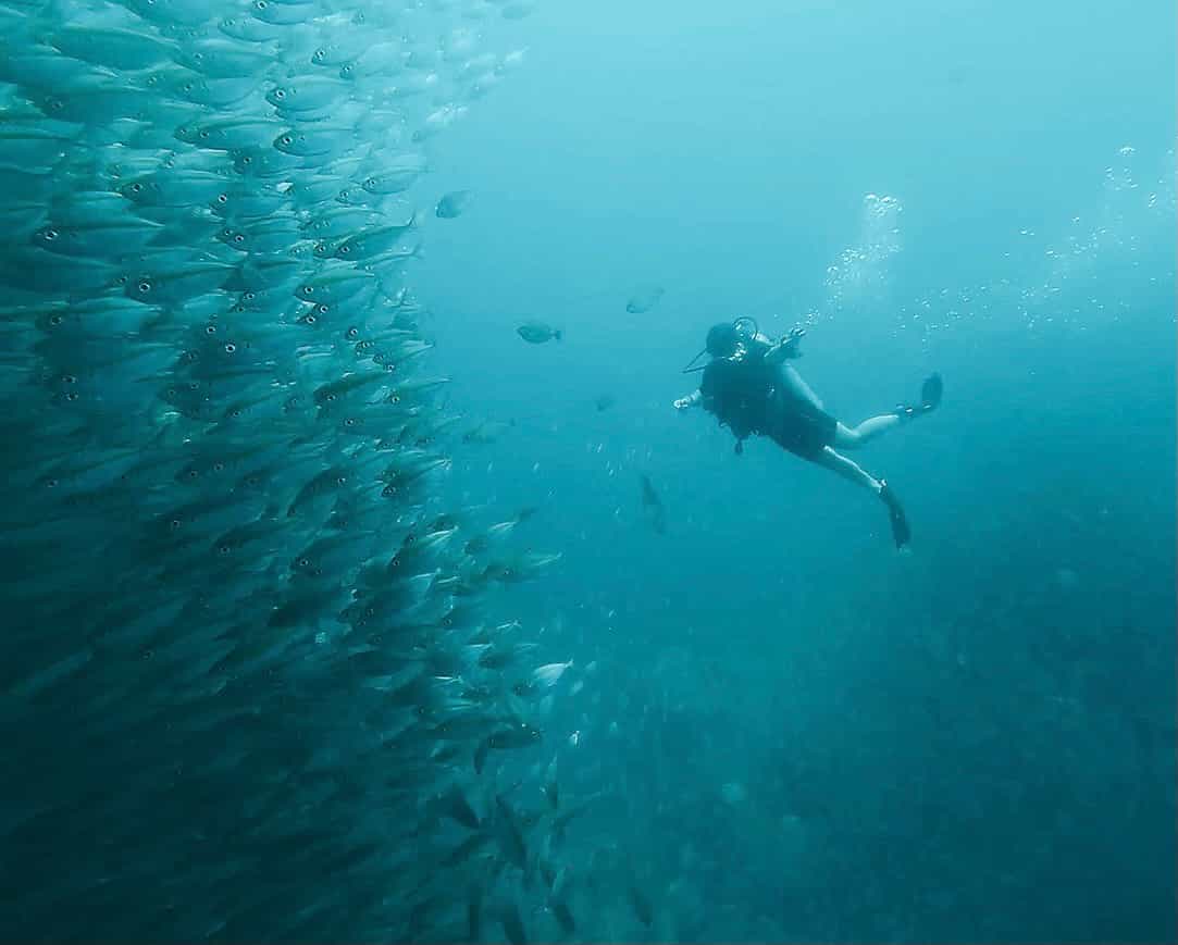 Advisor swimming near a school of fish in the ocean.