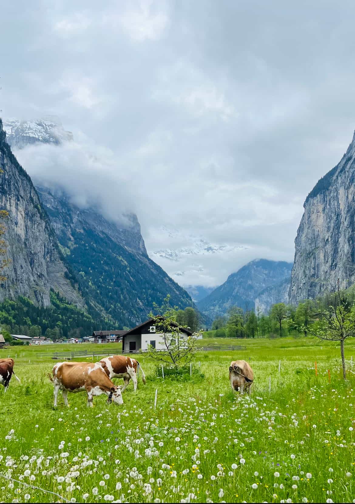 Horses in a field.