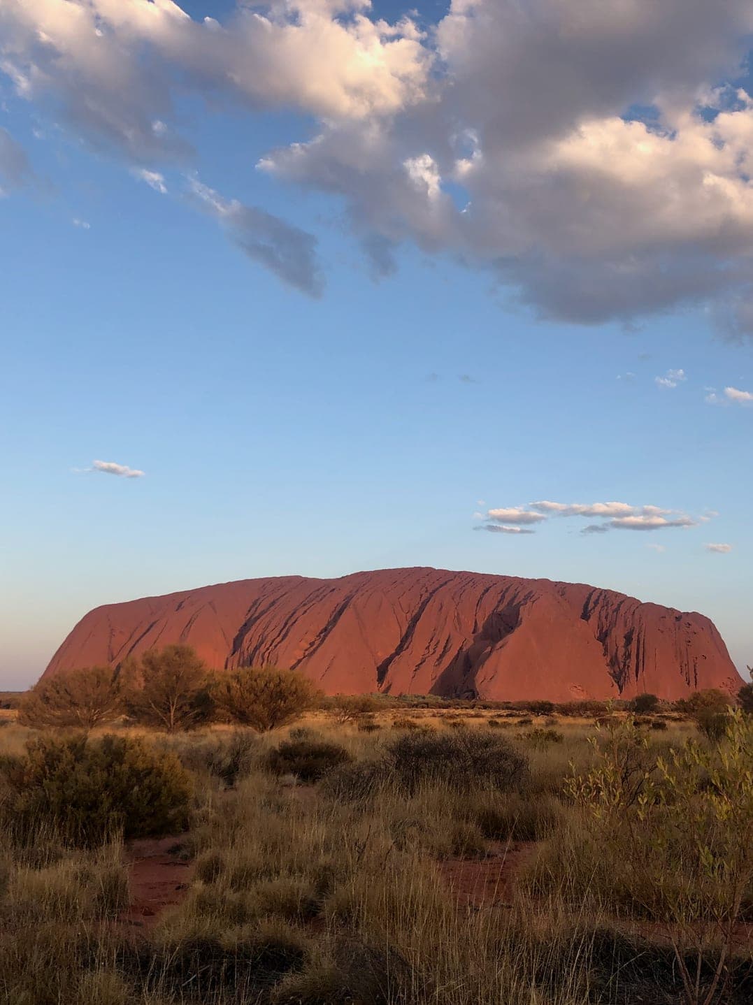 The red rock formation Uluru in Australia with a foreground of shrub trees on a sunny day