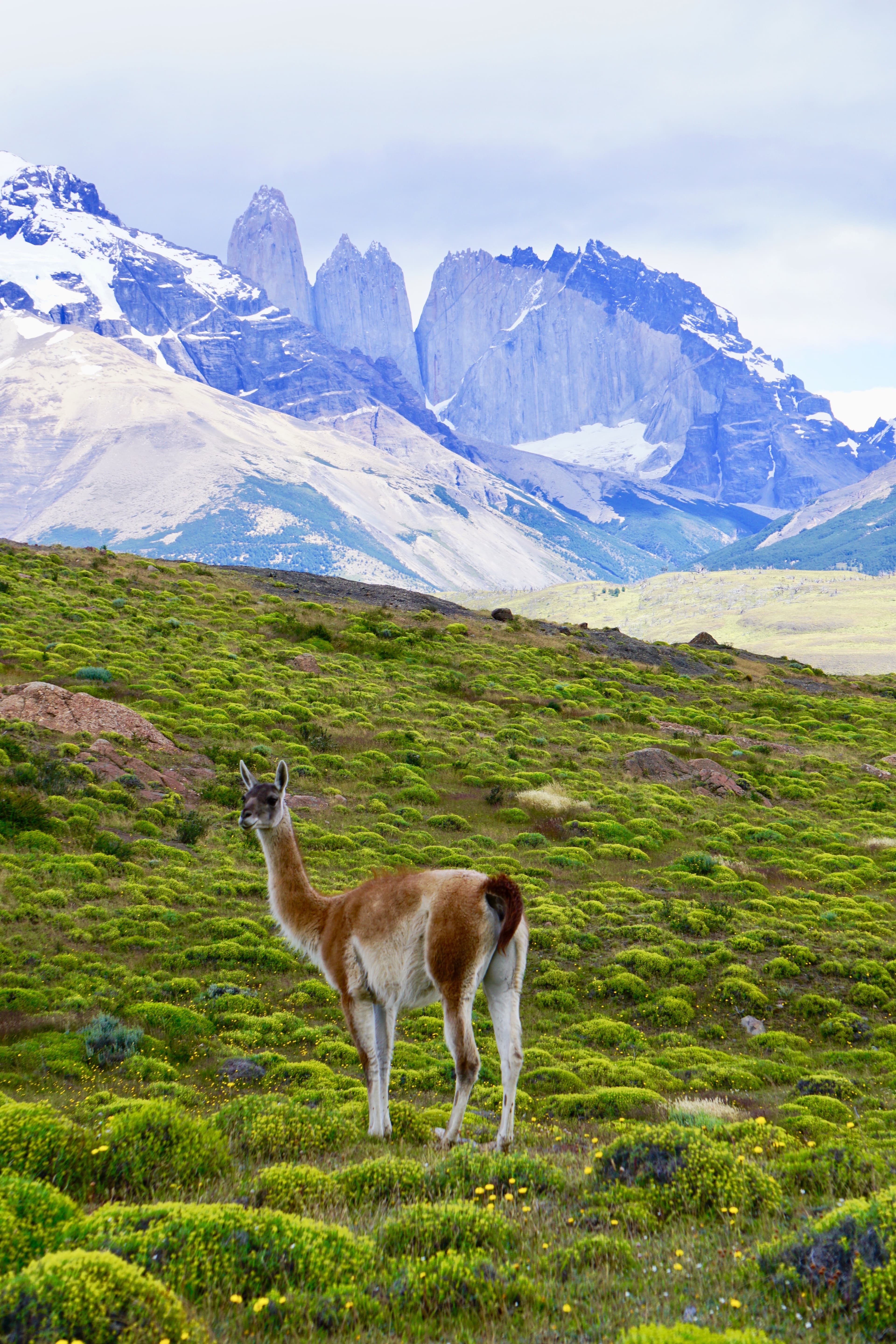View of an alpaca standing in a grassy area with snow-capped mountains in the distance