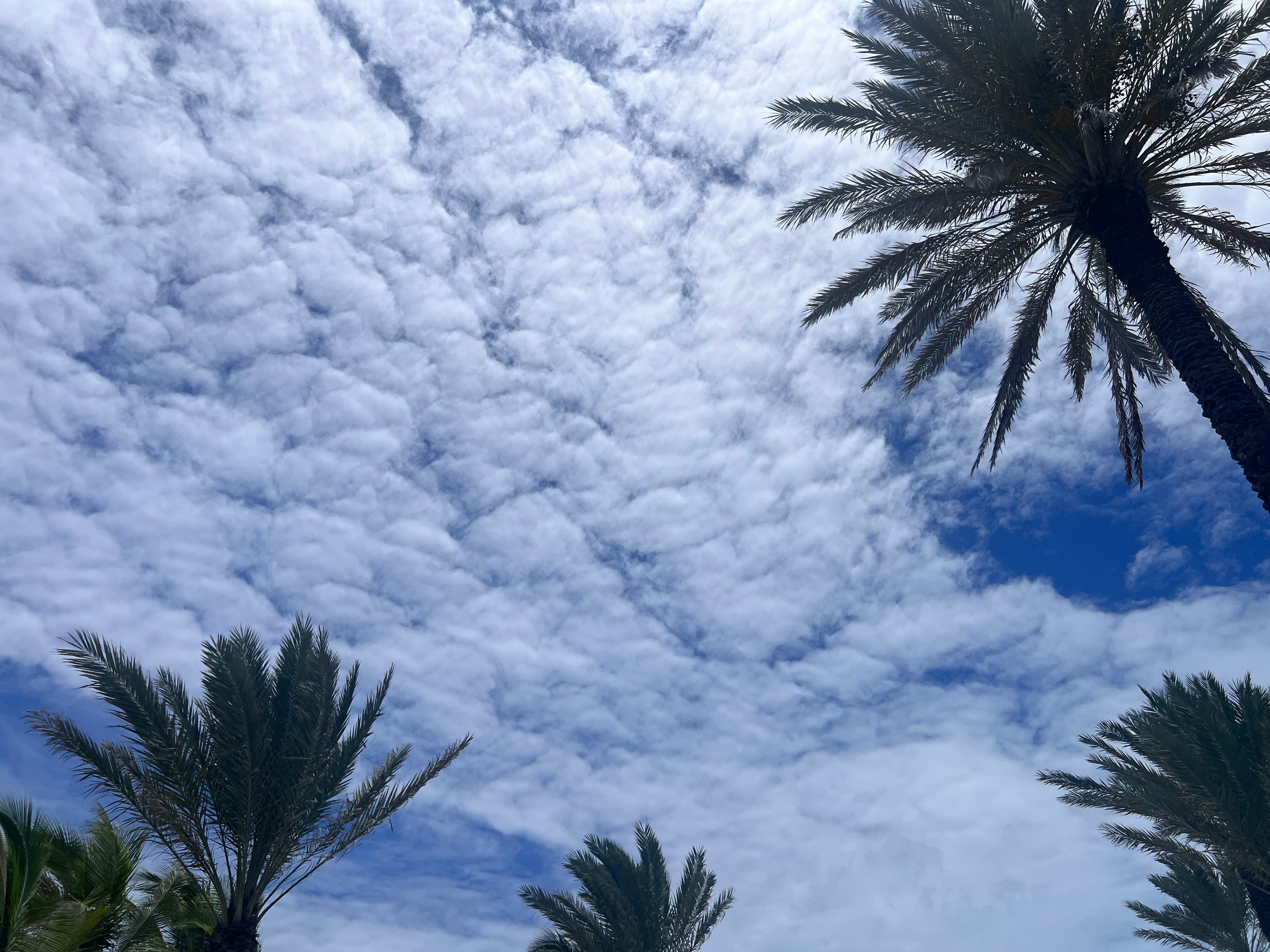 View from below of the sky with light clouds and several palm trees