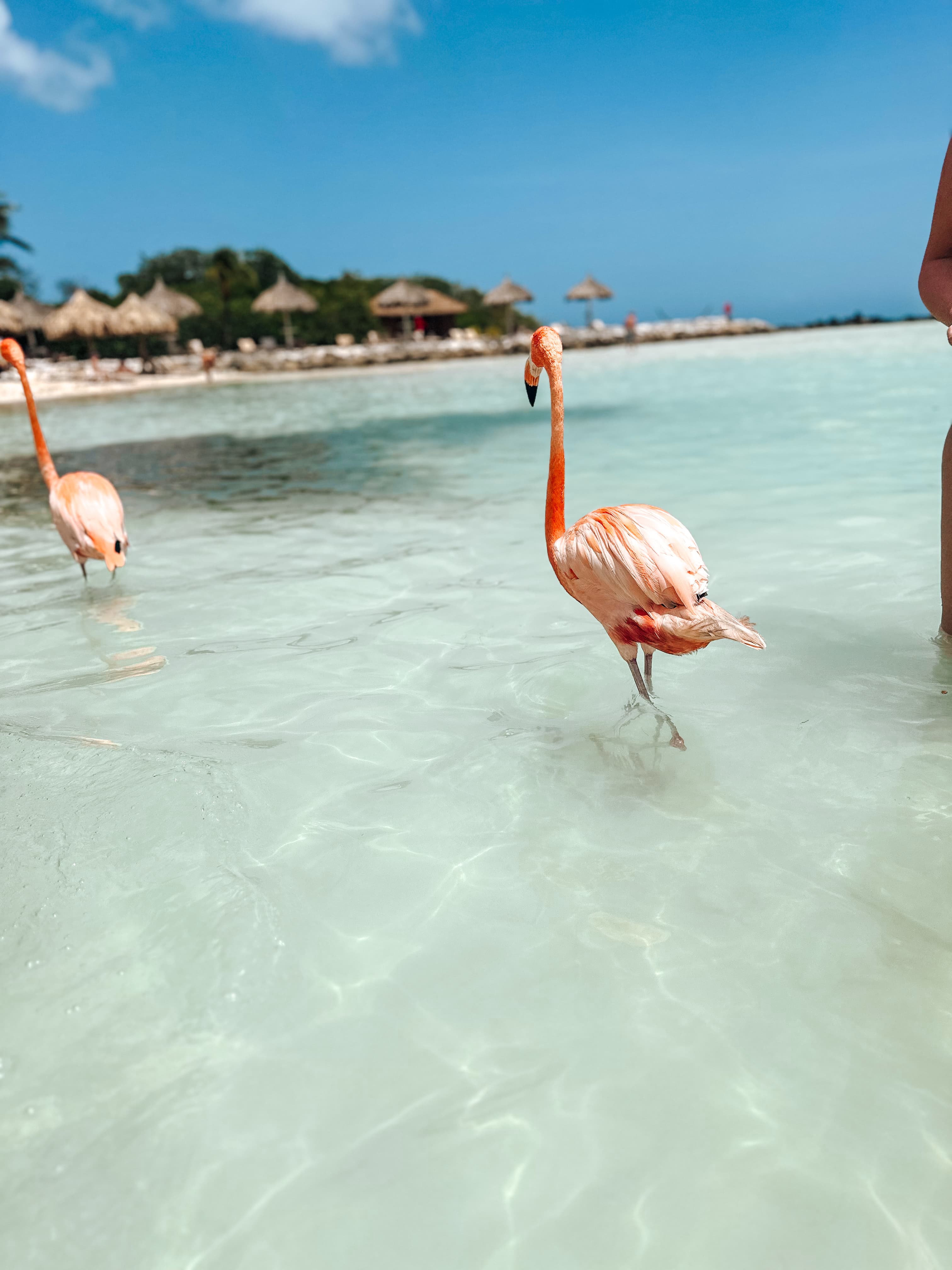 View of two flamingos walking in shallow ocean water on a sunny day