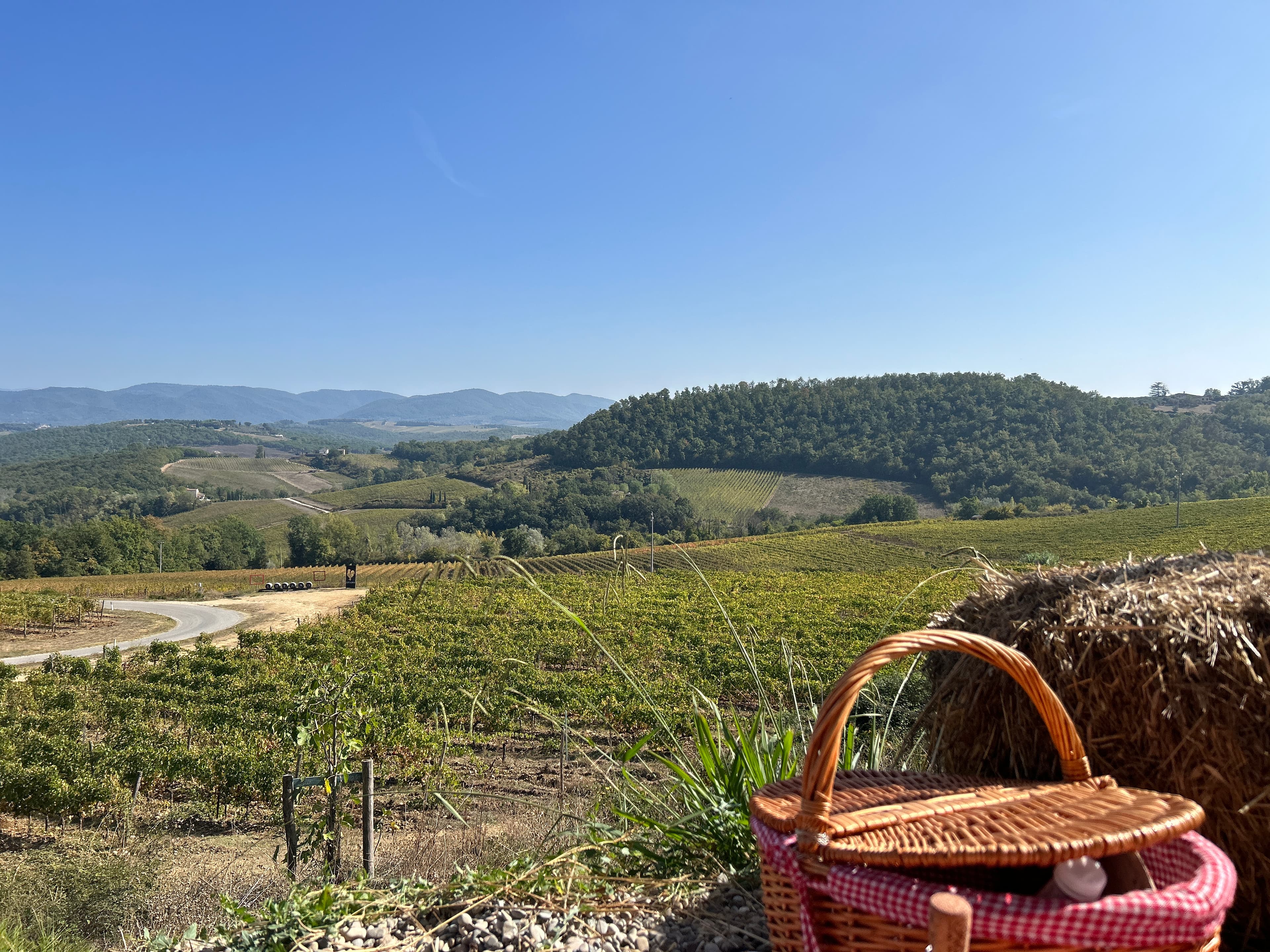 Picnic at the vineyards.