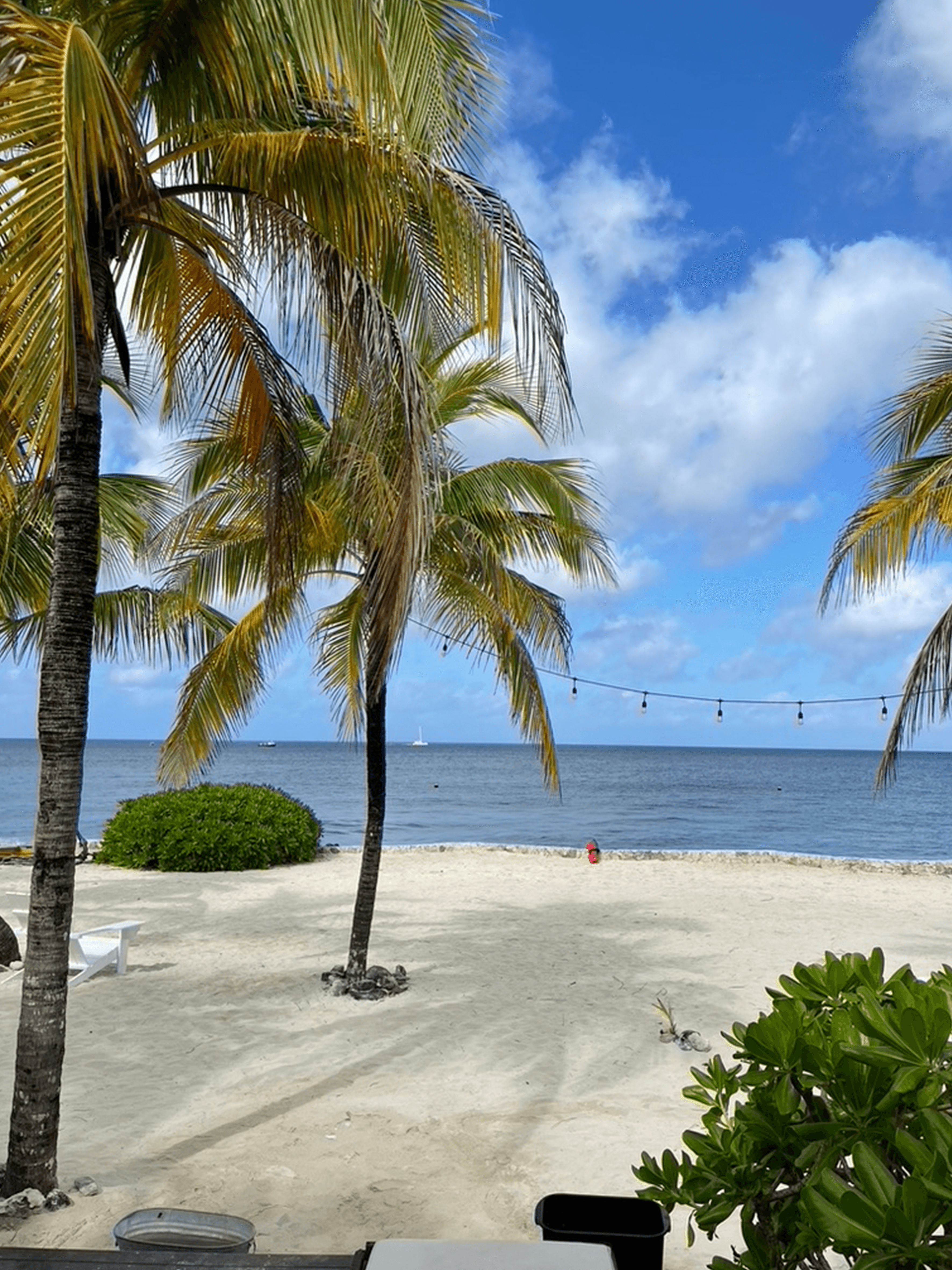 View of an empty white sand beach and palm trees on a sunny day