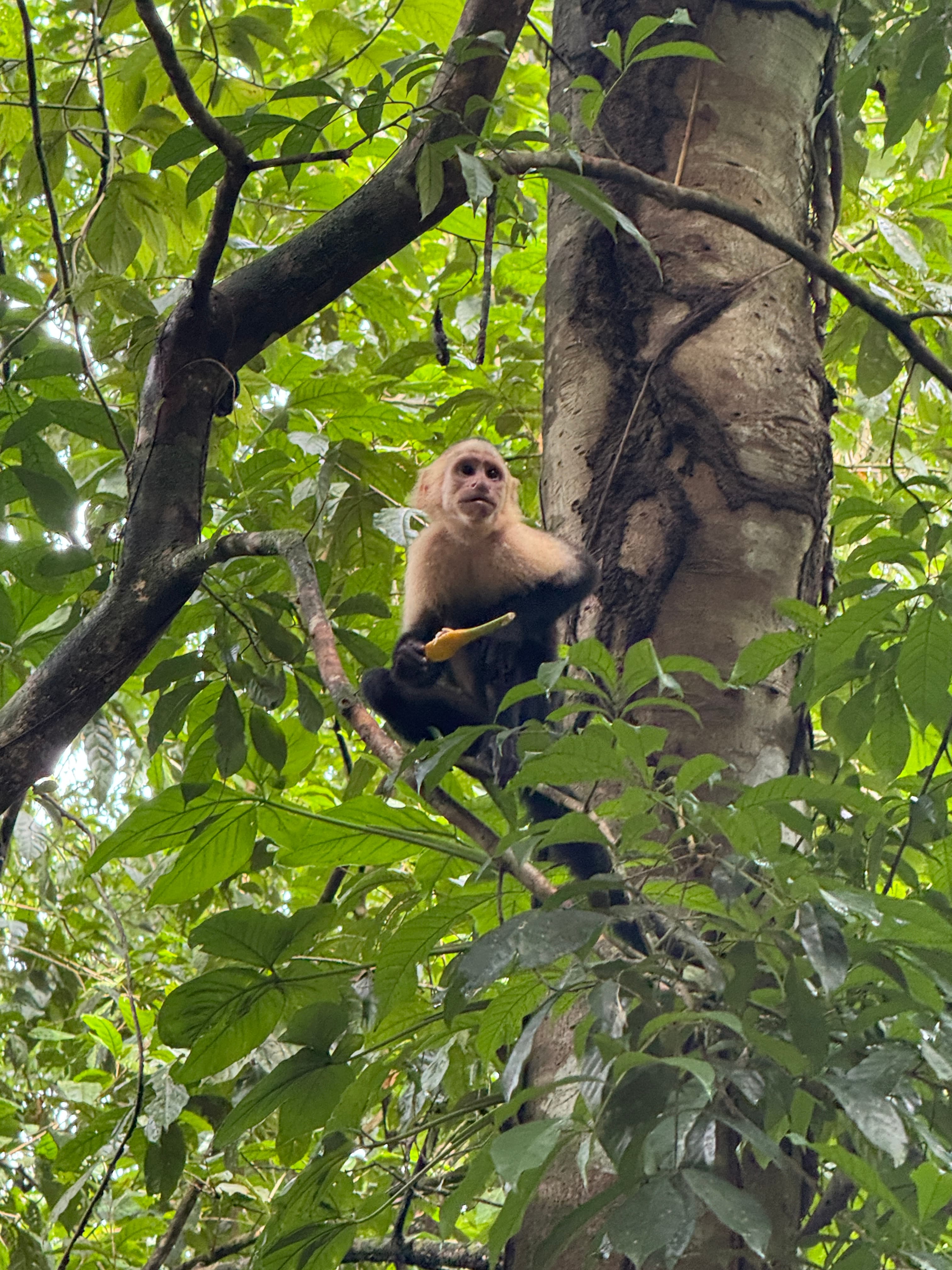 A monkey sitting on a tree branch.