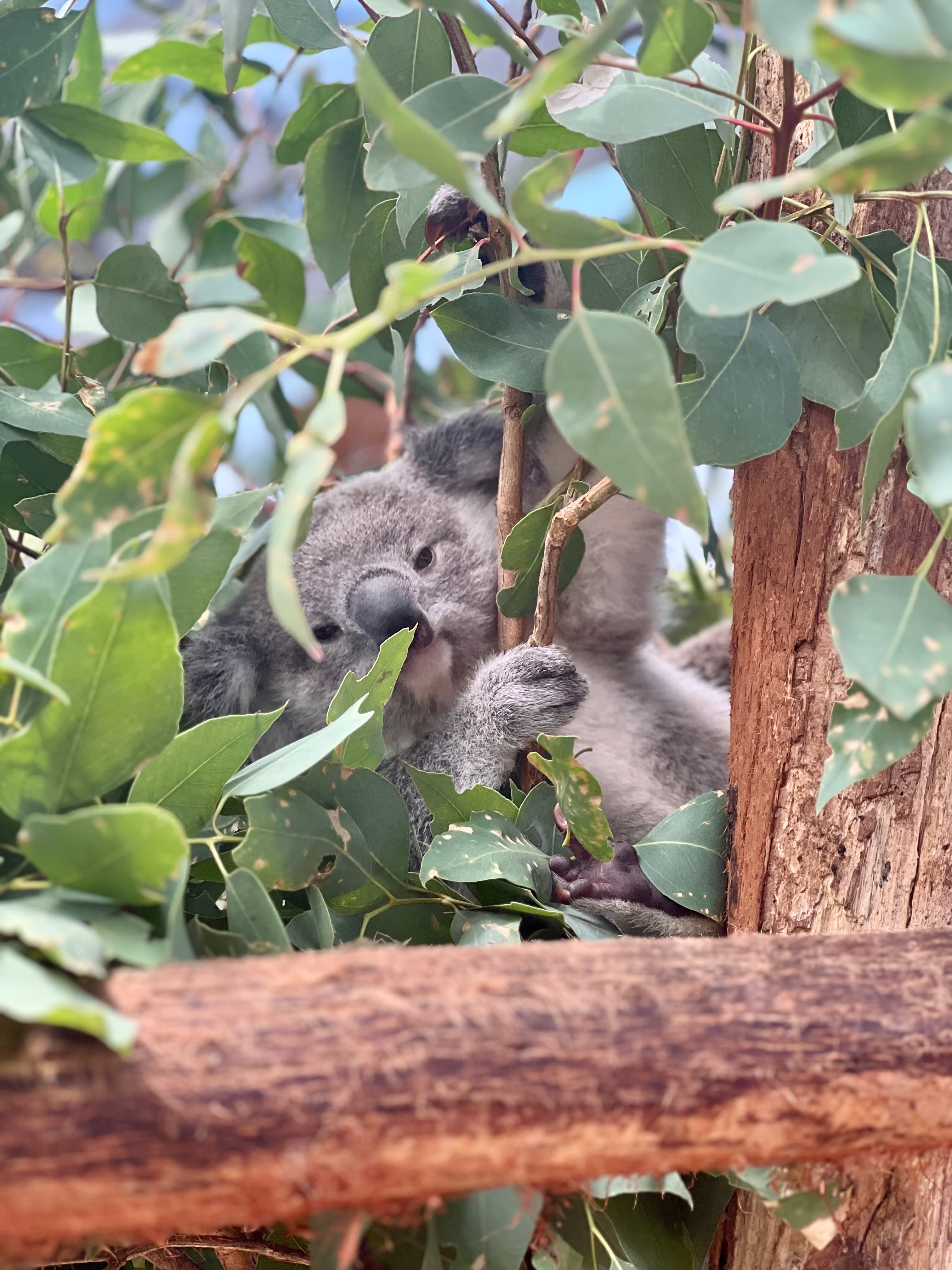View of a baby koala eating leaves in a tree