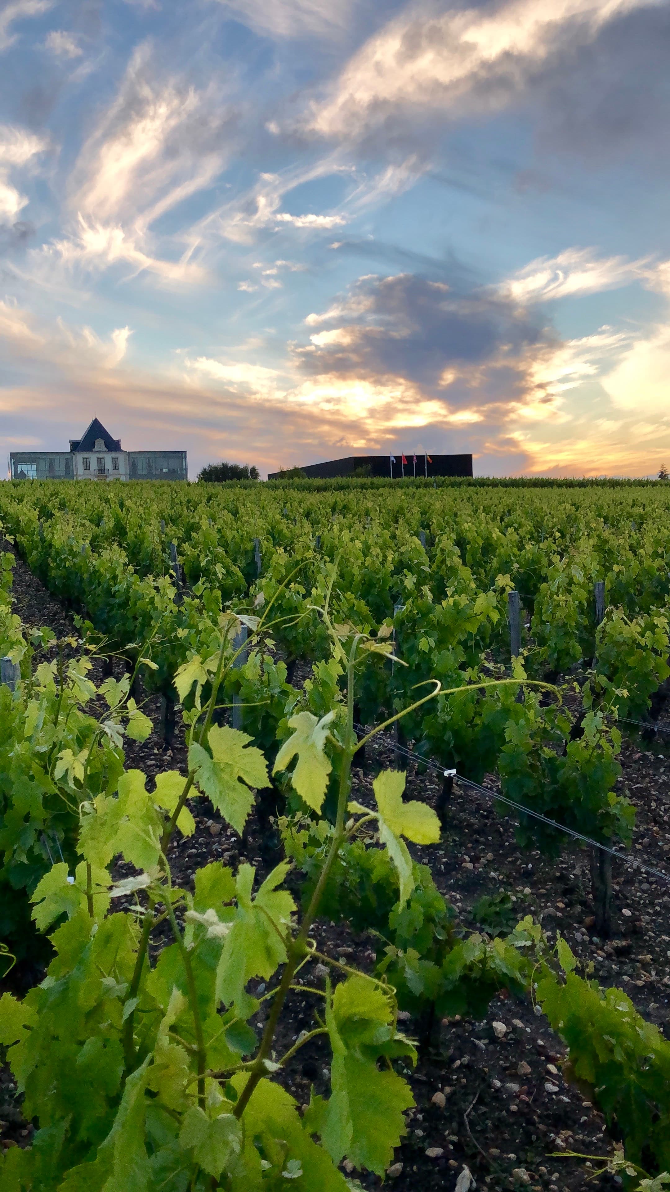 View of a field of crops under a pastel colored sky