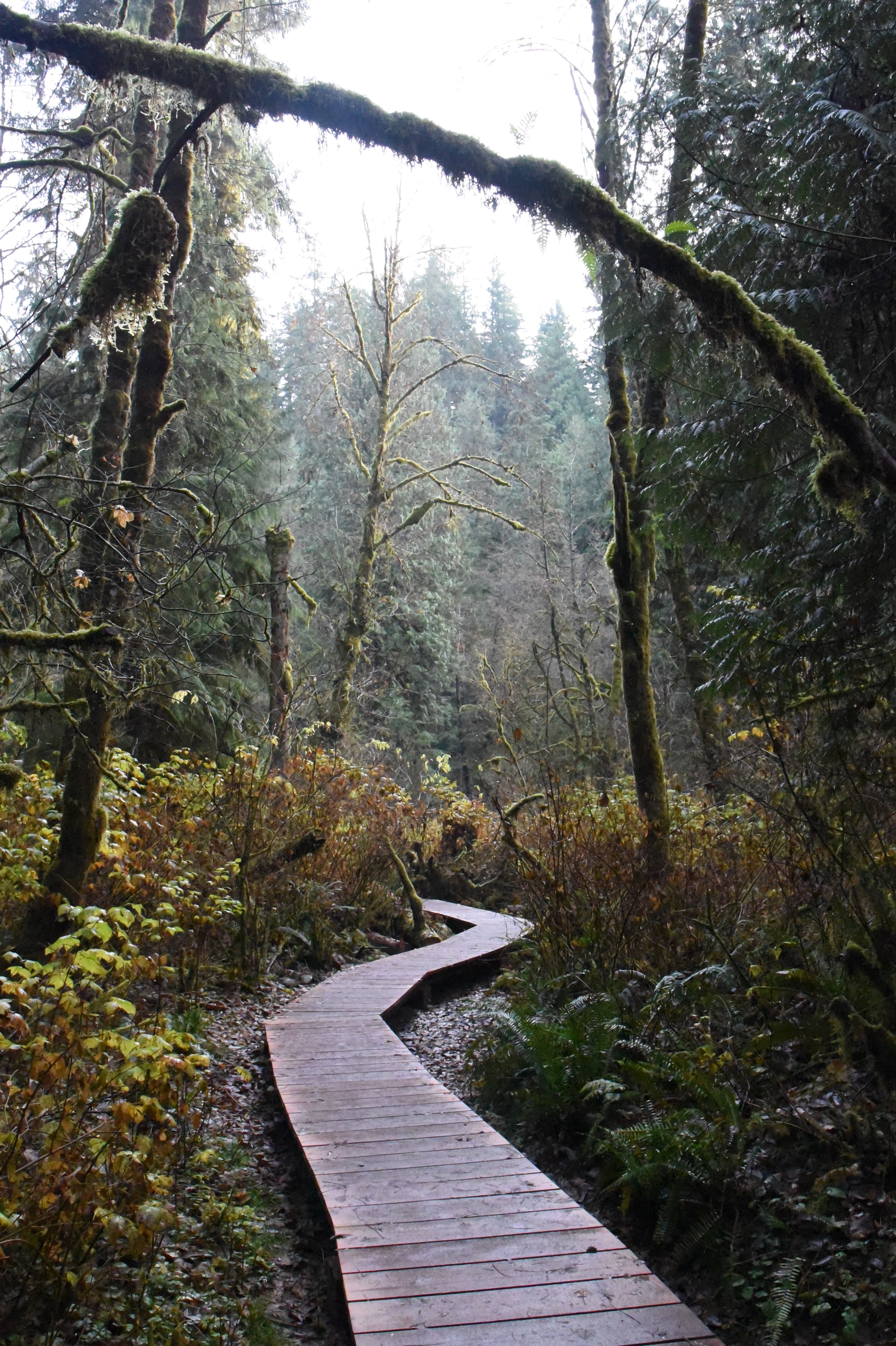 A view of a walking path in nature on a cloudy day with a forest in the distance. 