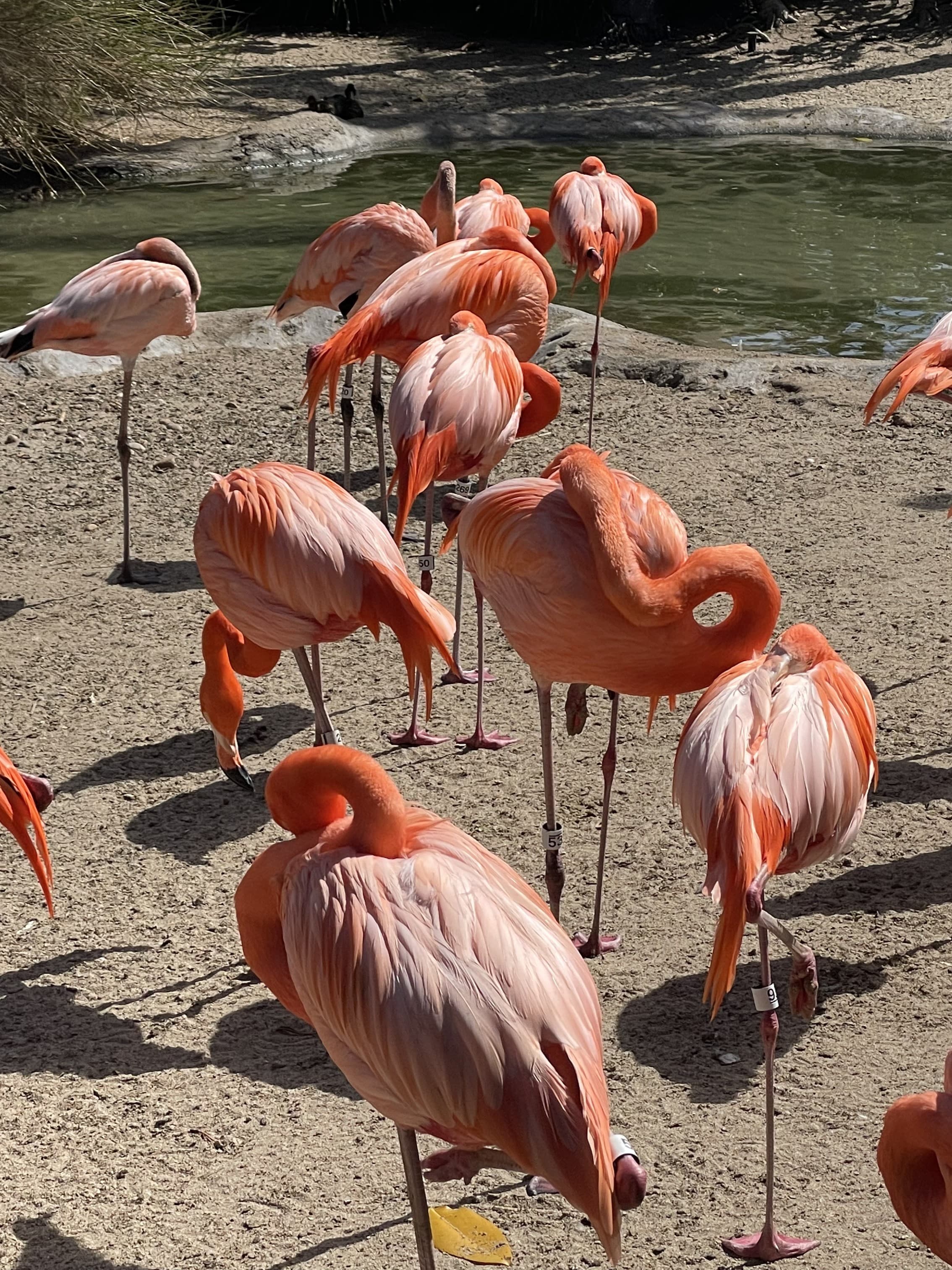 Close up view of several flamingos on a beach by a small river during the day