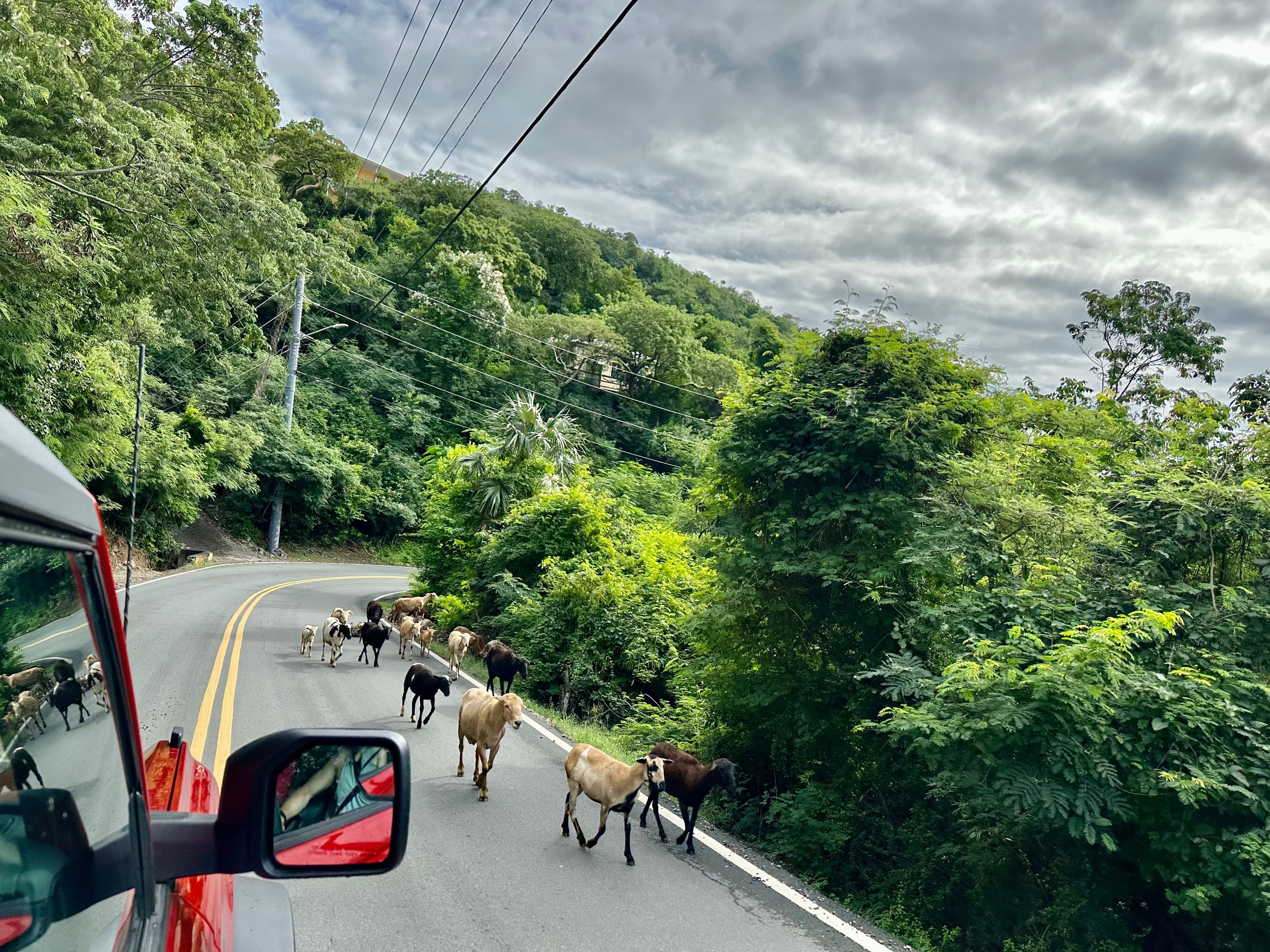 A herd of goats traverses a rural road with nature in the background.