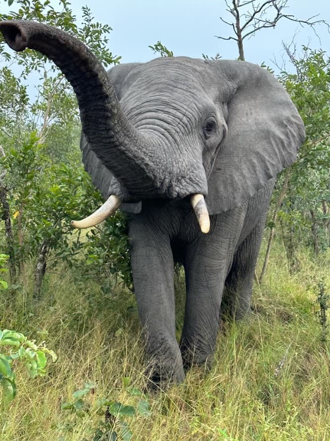 Photo of an elephant in nature during the daytime.