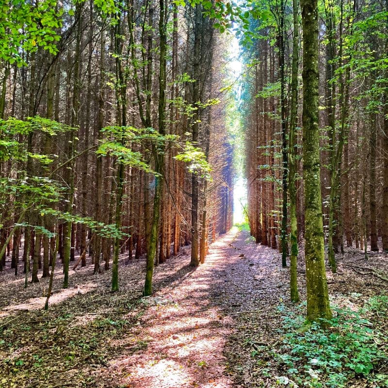 A view of a dirt path leading through a green forest towards an opening in the trees.