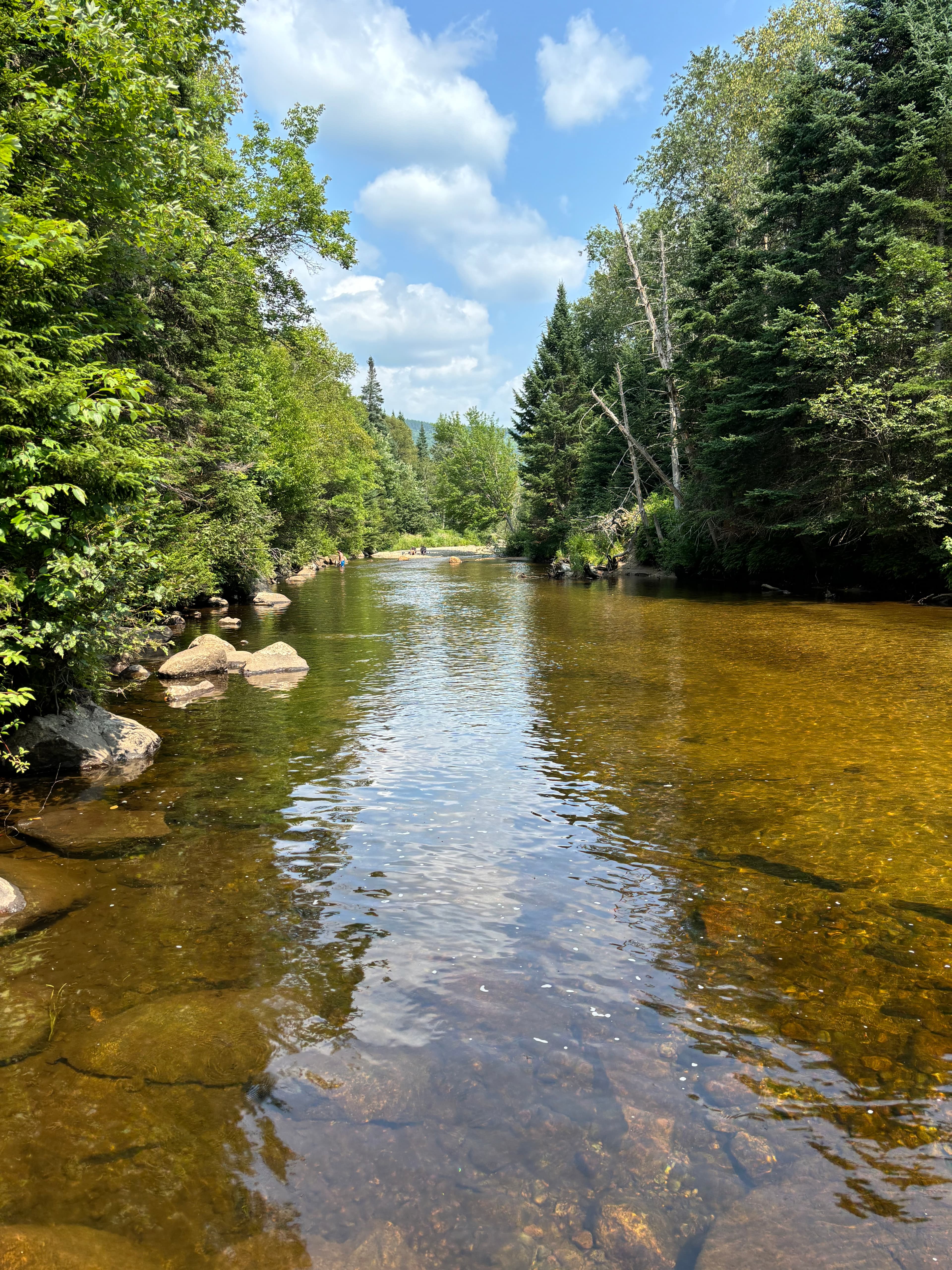 View of a calm river flowing through a forest of tall green trees on a sunny day