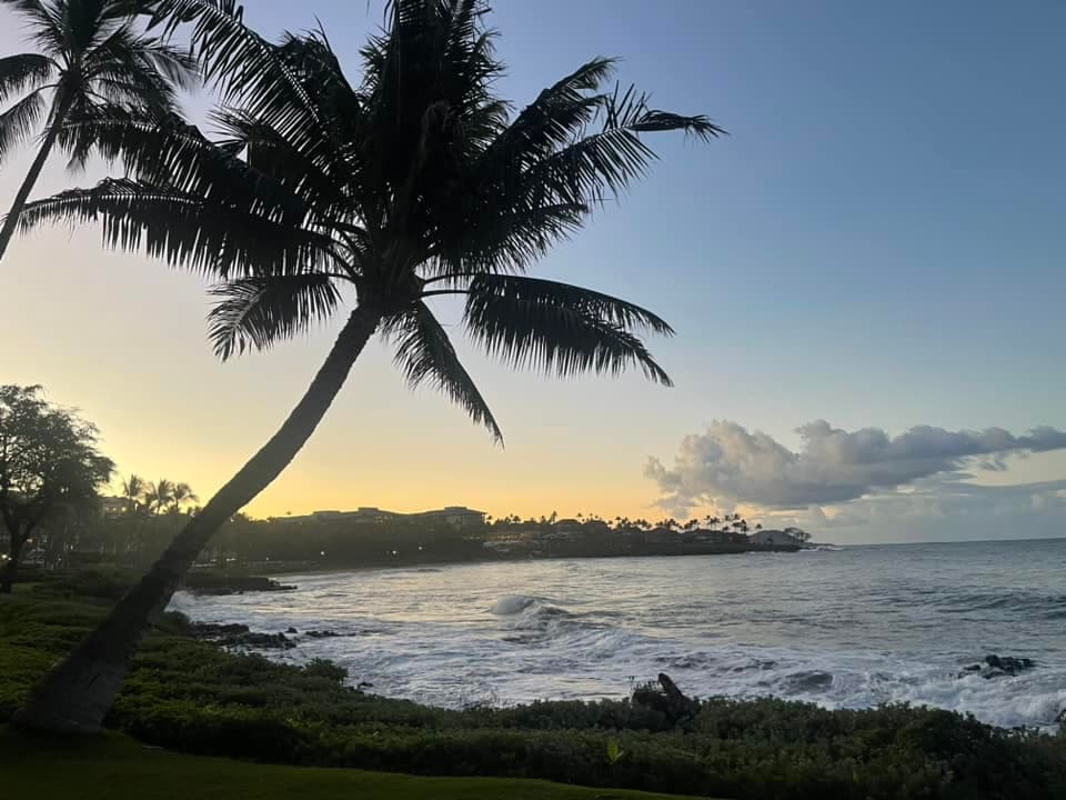 Palm tree over sunset.
