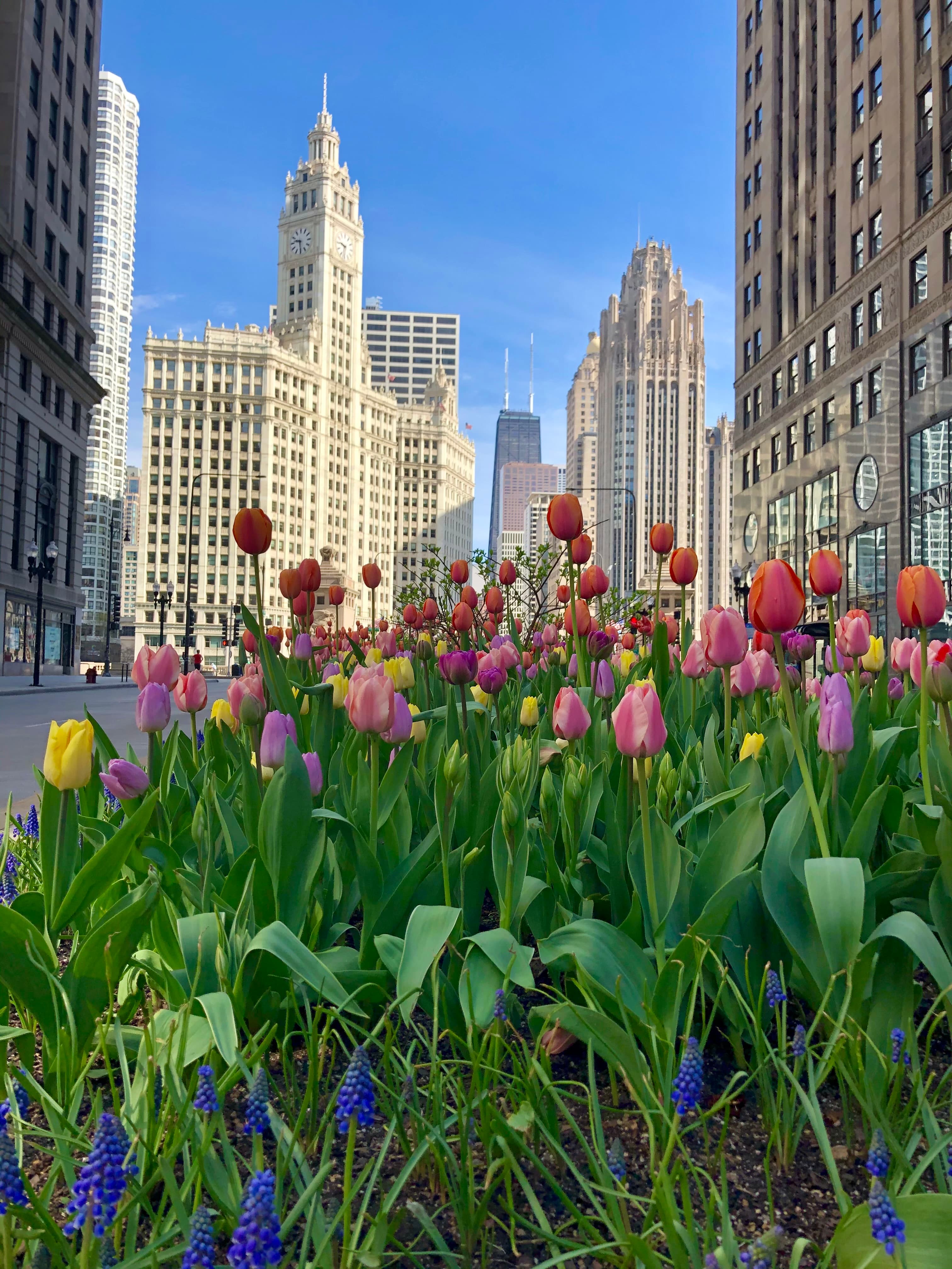 tulips in New York City