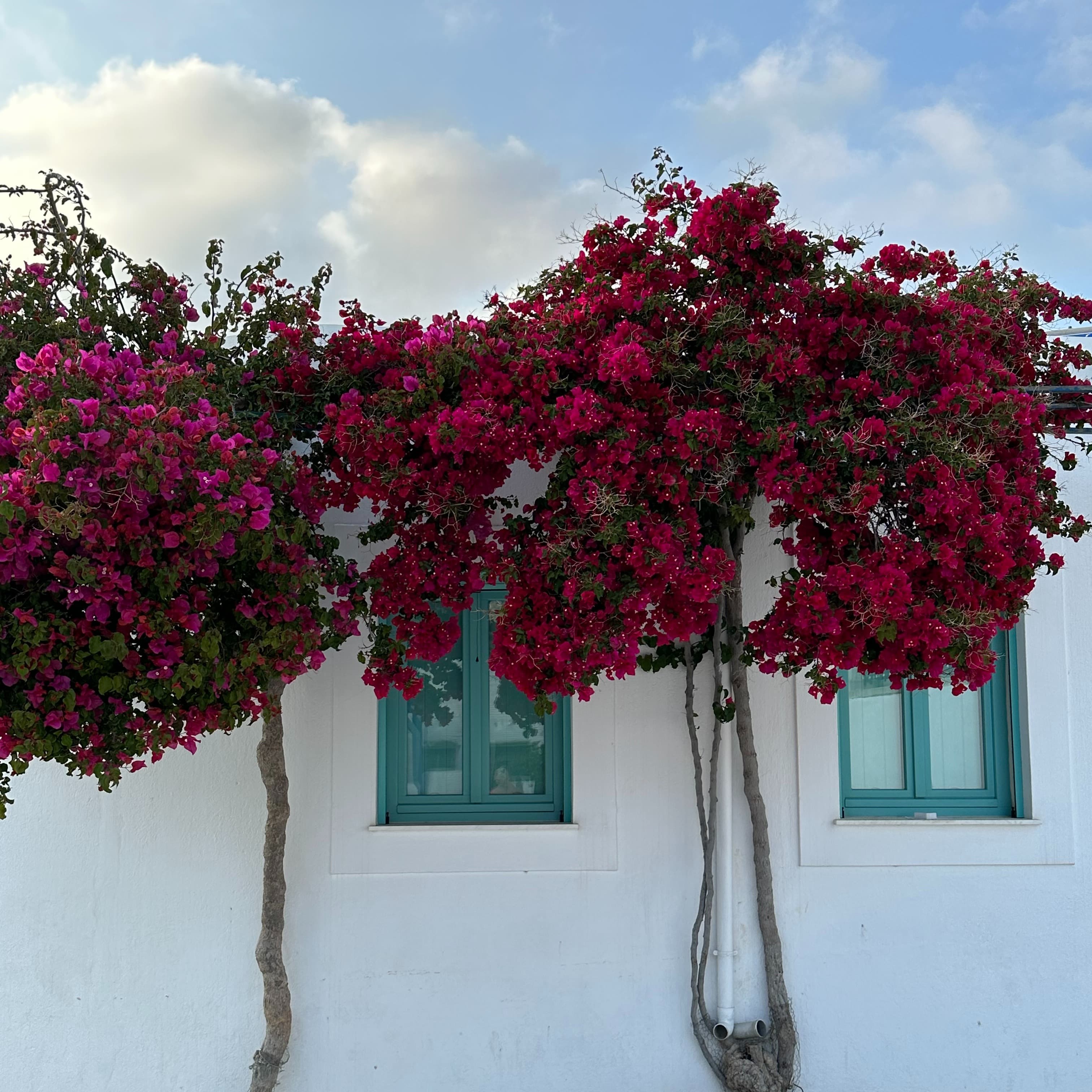 Bougainvillea glabran on the wall