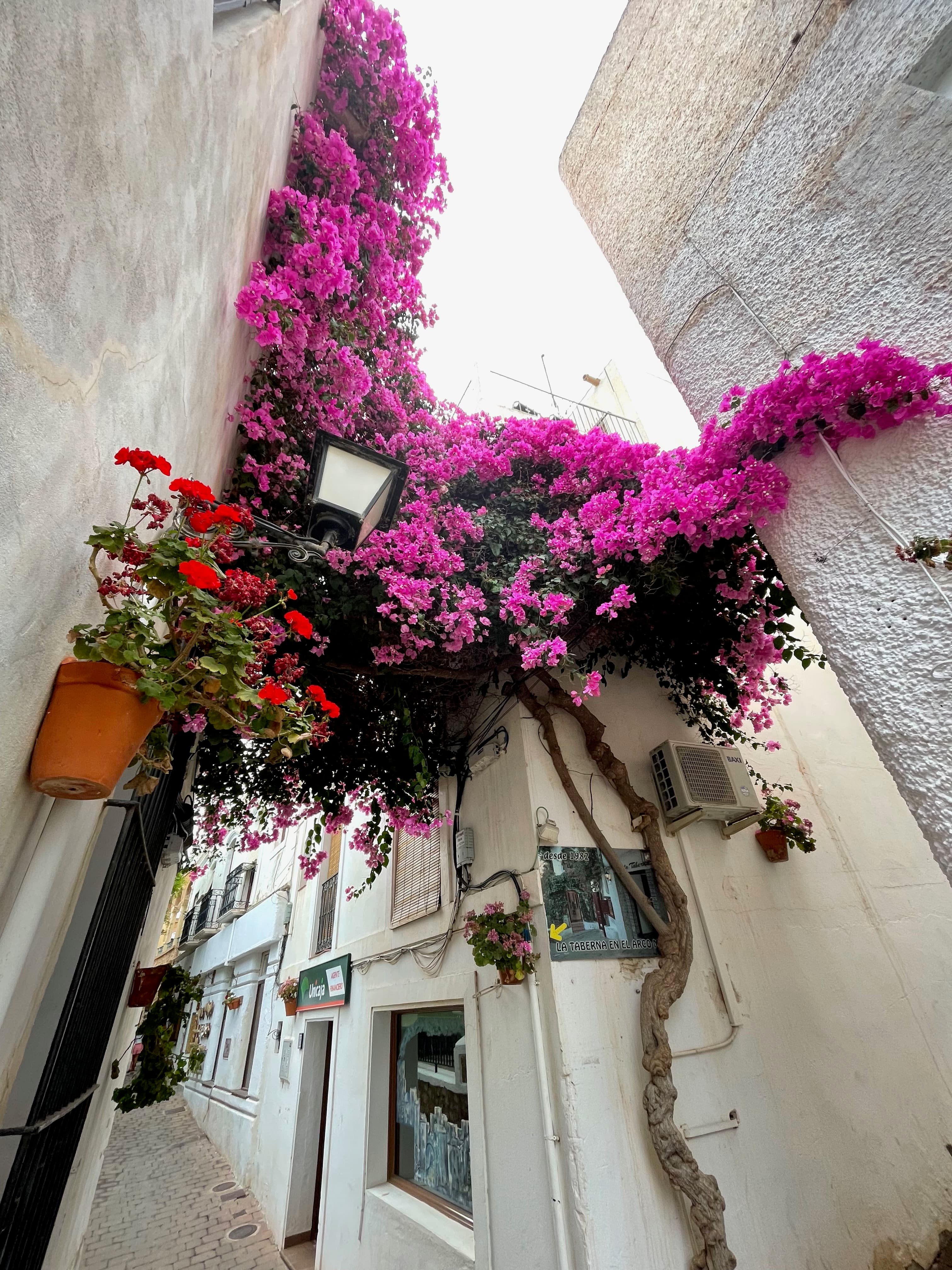 Beautiful bougainvillea growing along a stone wall down a narrow city street