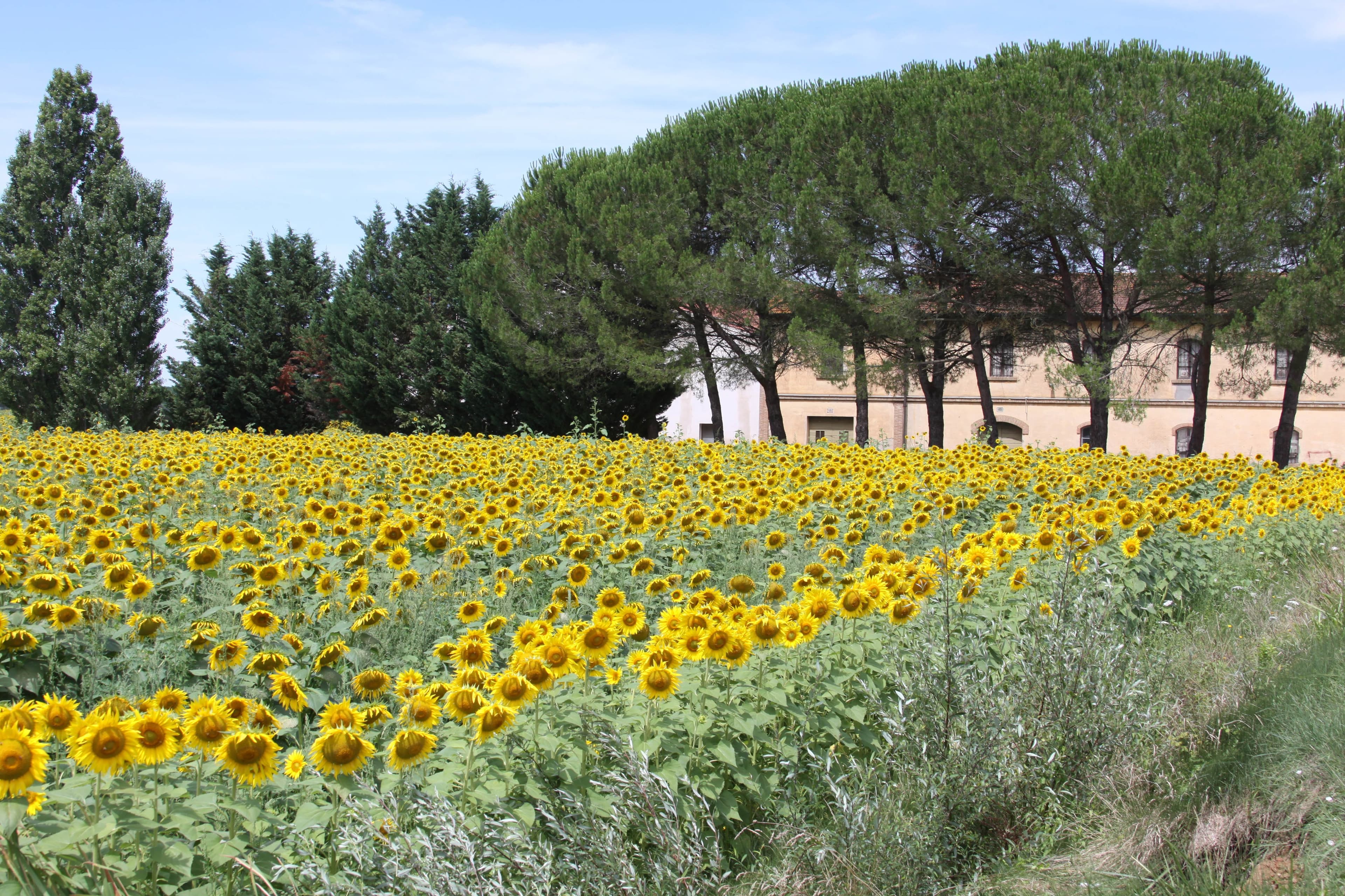 View of a field of sunflowers