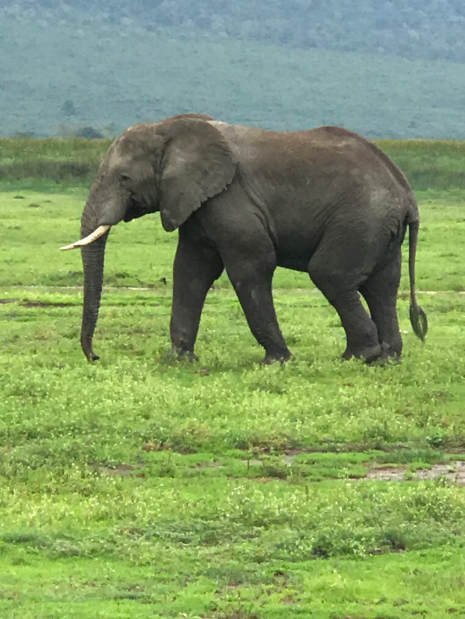 View of an elephant