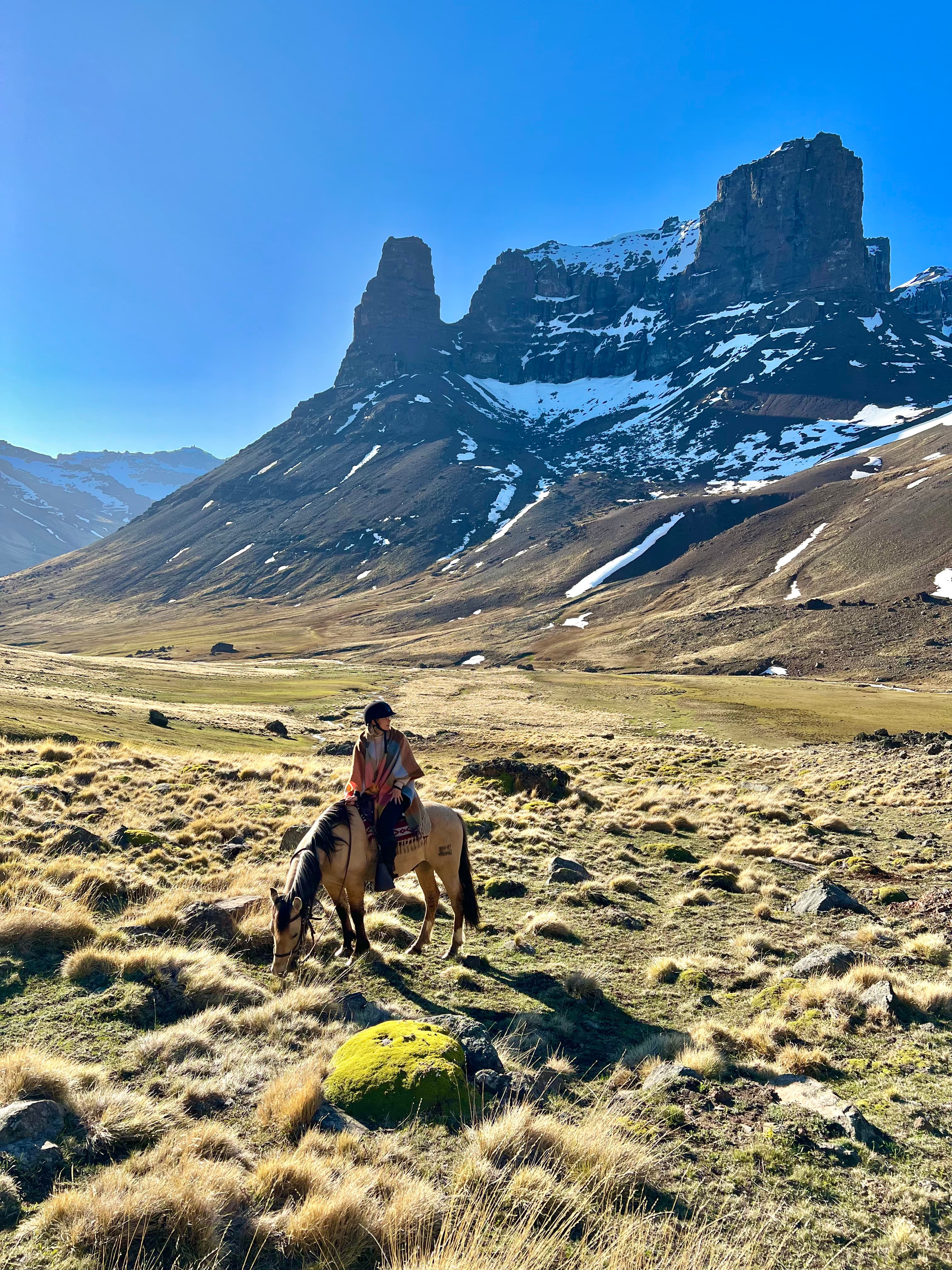 Picture of horse eatingn grass