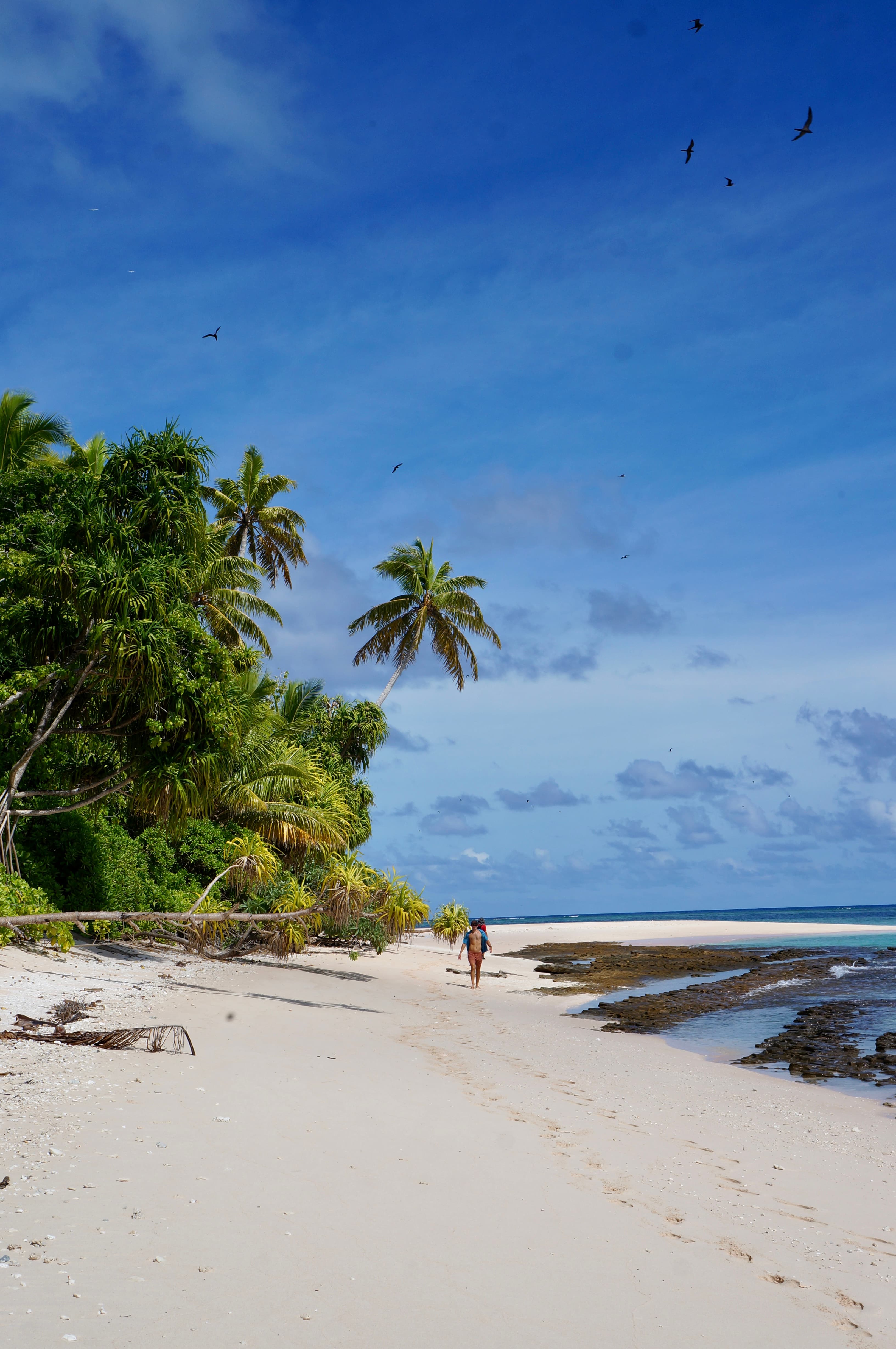 palm trees on the beach