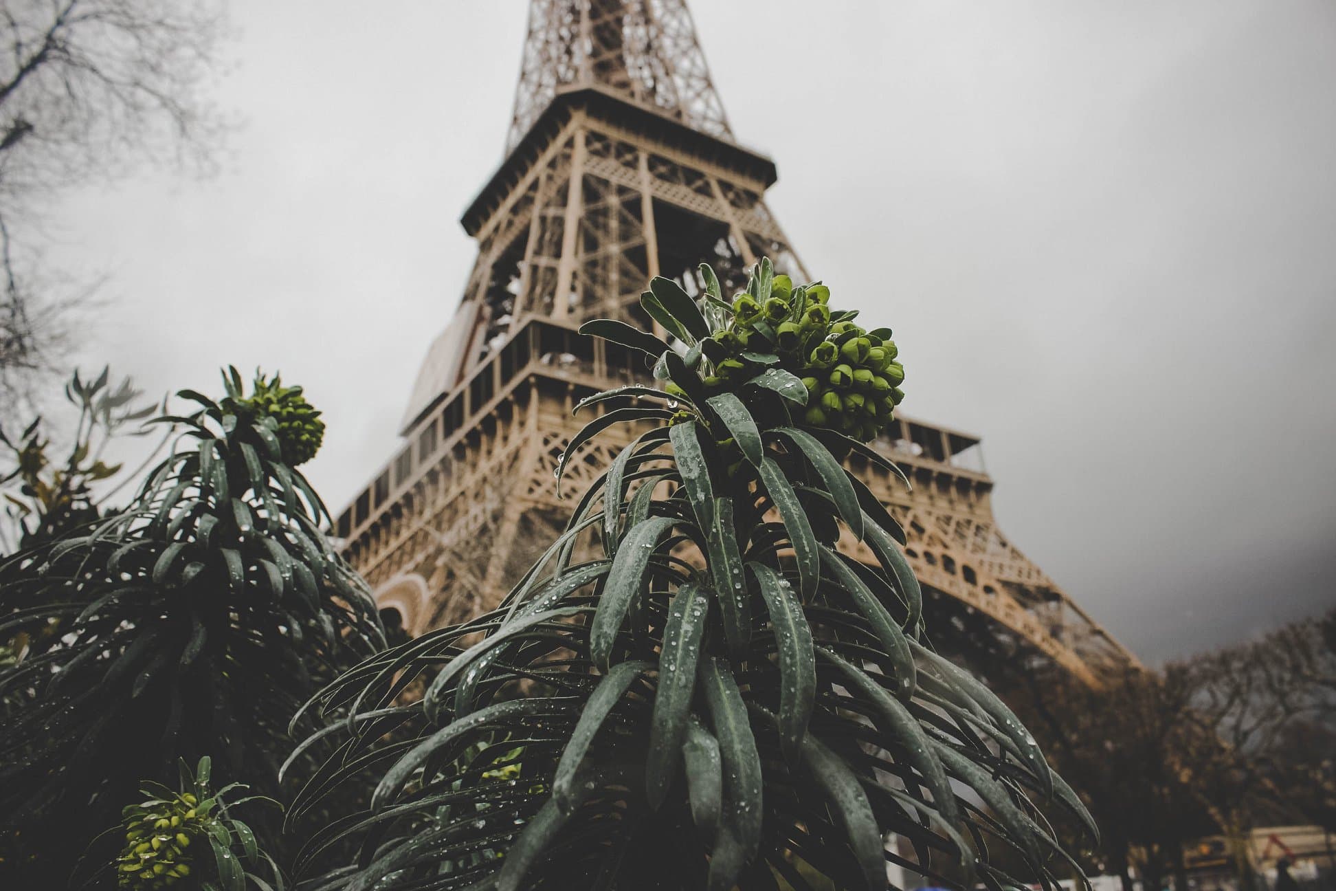 A beautiful shot of a plant with Eiffel Tower in the background