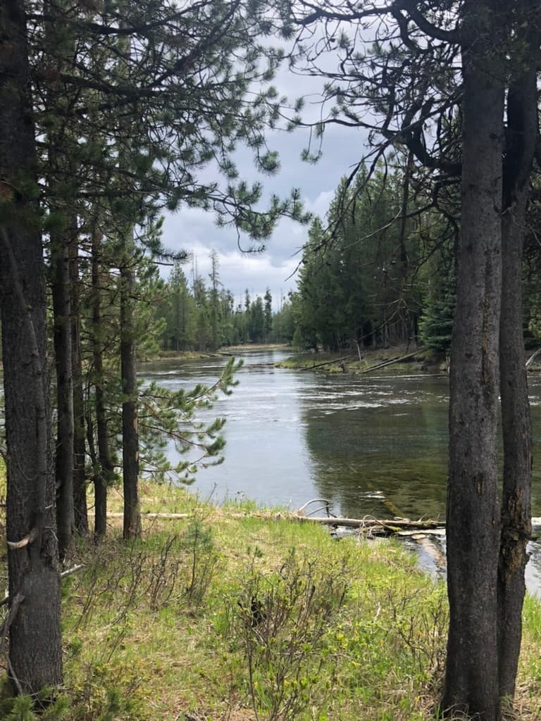 A view of a river in a forest surrounded by wild grass and pine trees