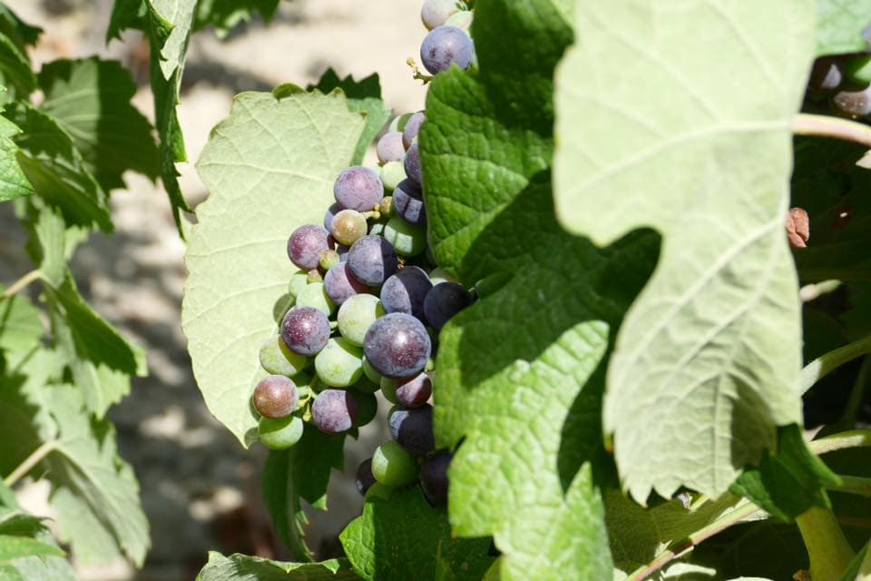 Close-up of grapes in a vineyard