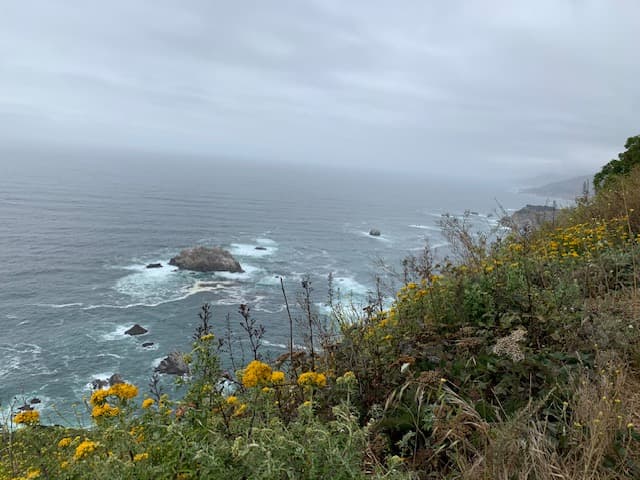 flowers by the shore