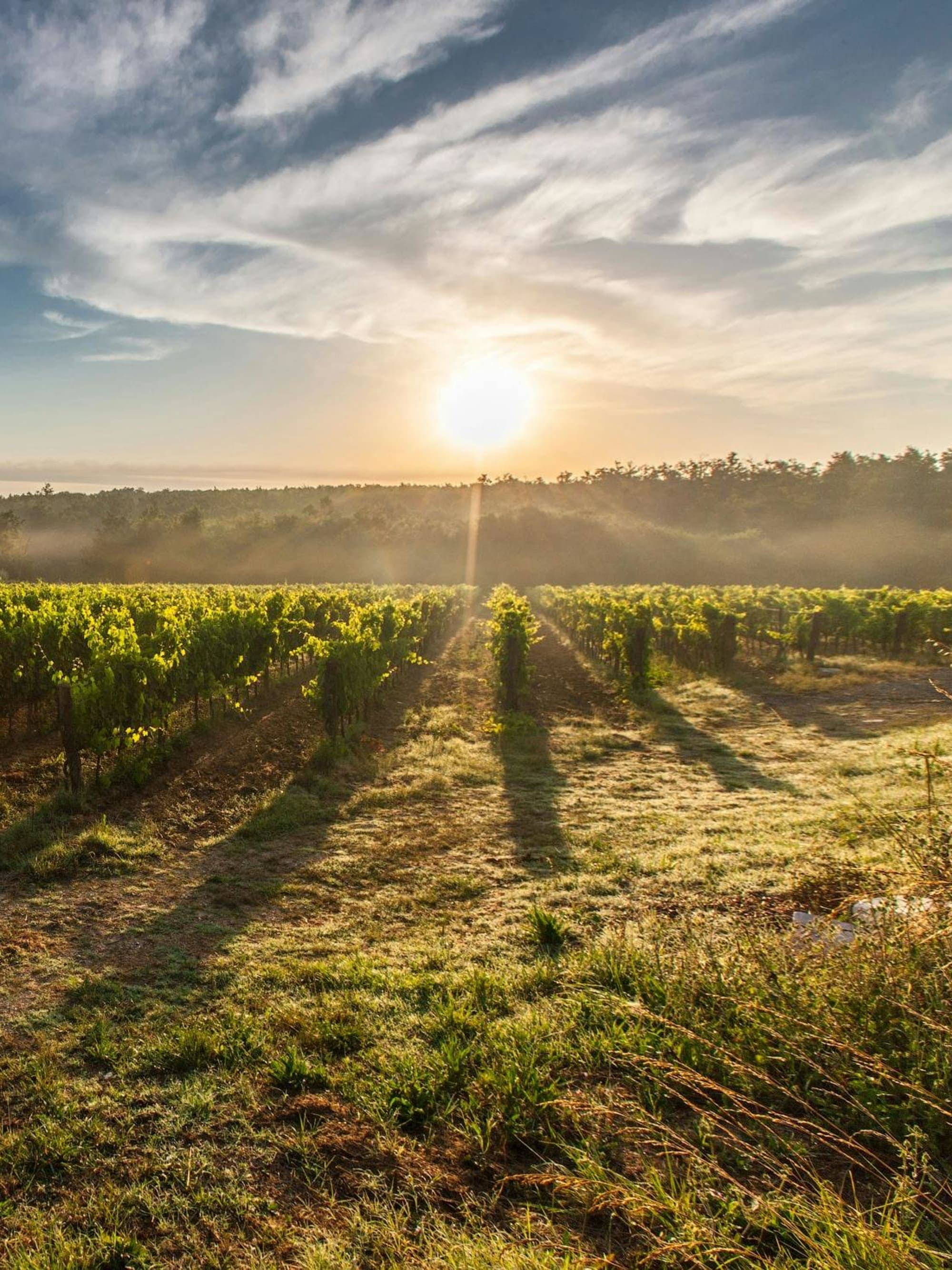 5 Days in Napa Valley: A Luxurious Wine Country Escape curated by Christina Gales