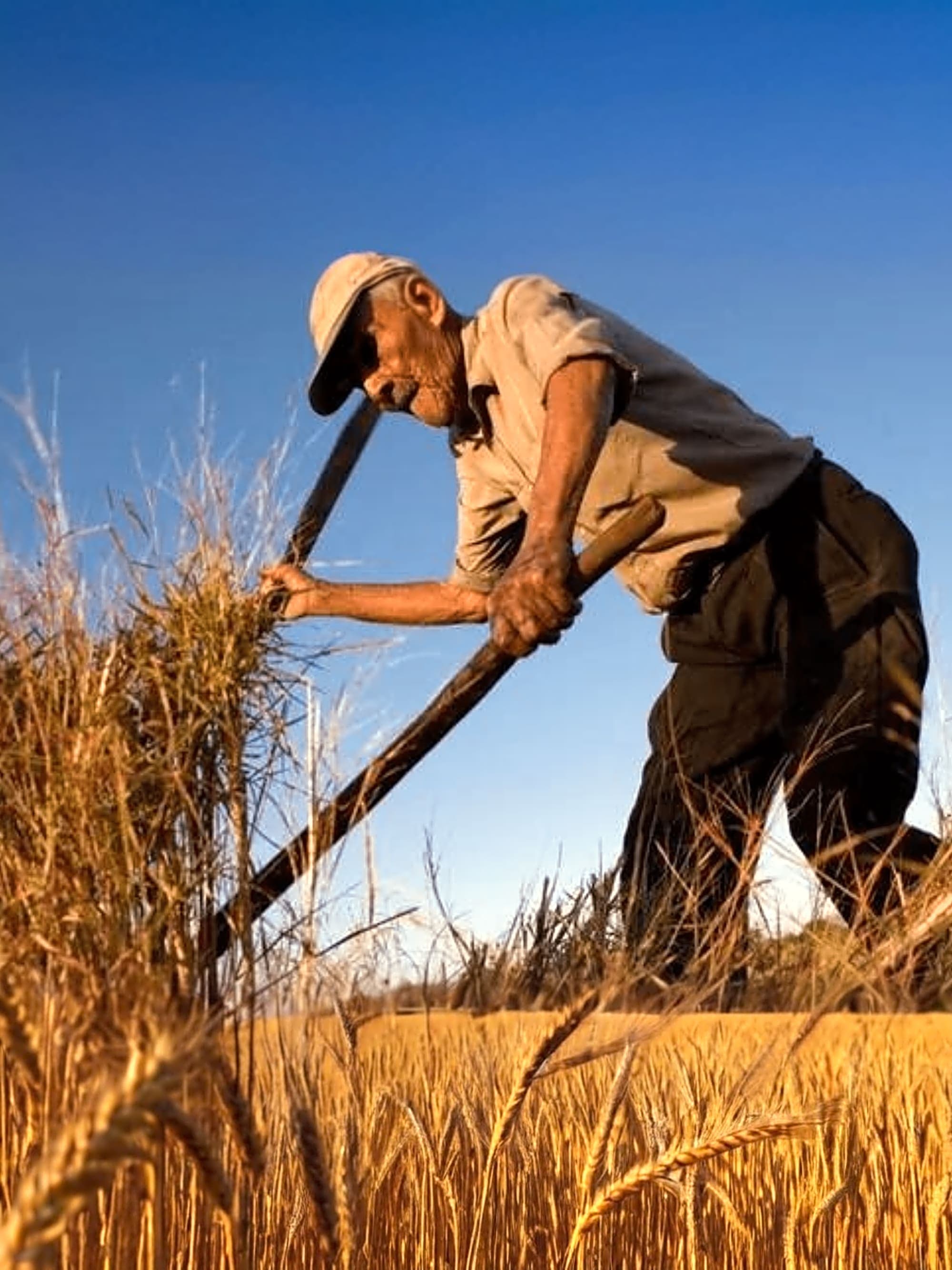 Discover the Secret of Sardinian Centenarians: Unlock Longevity with the Power of Traditional Minestrone curated by Davide Fancellu