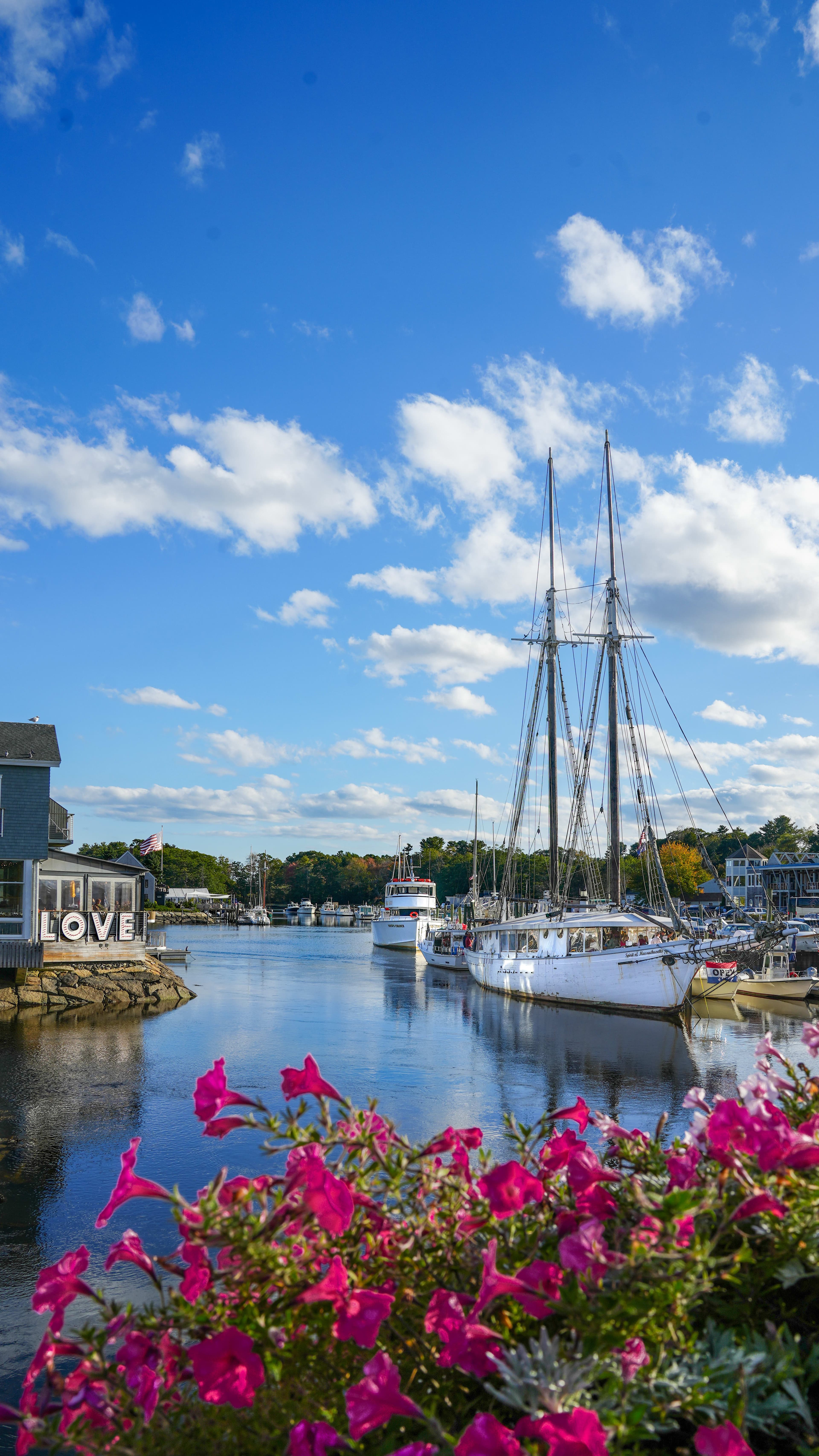 Pink flowers in front of a view of boats docked in a harbor with a cloudy blue sky