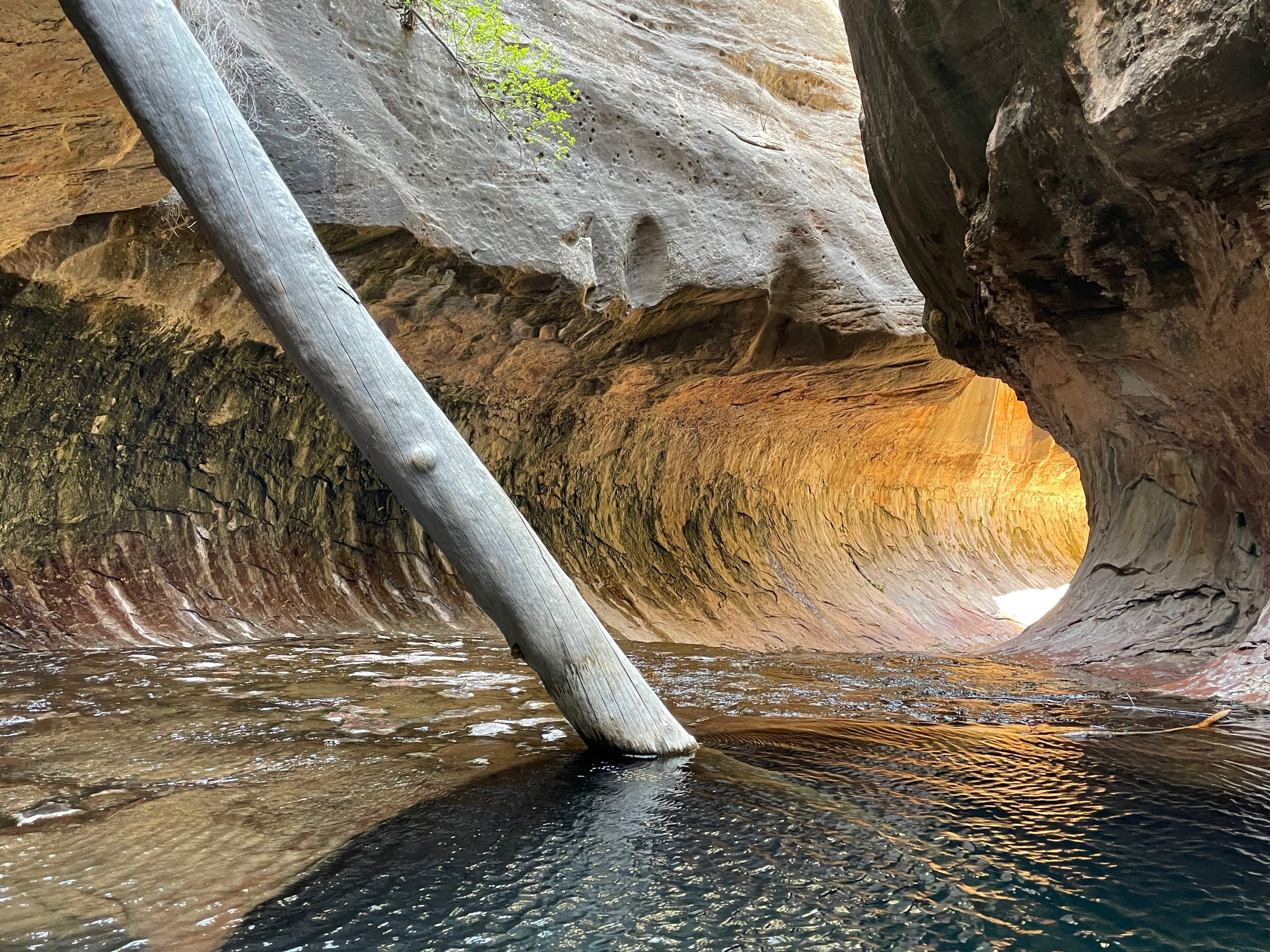 A slot canyon in Zion National Park with water and rock formations on either side and a large tree trunk in the middle