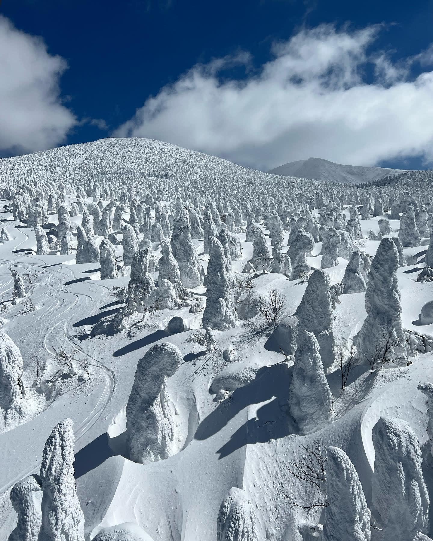 Aerial view of white snowy landscape with the snow covering many tall trees creating a unique design