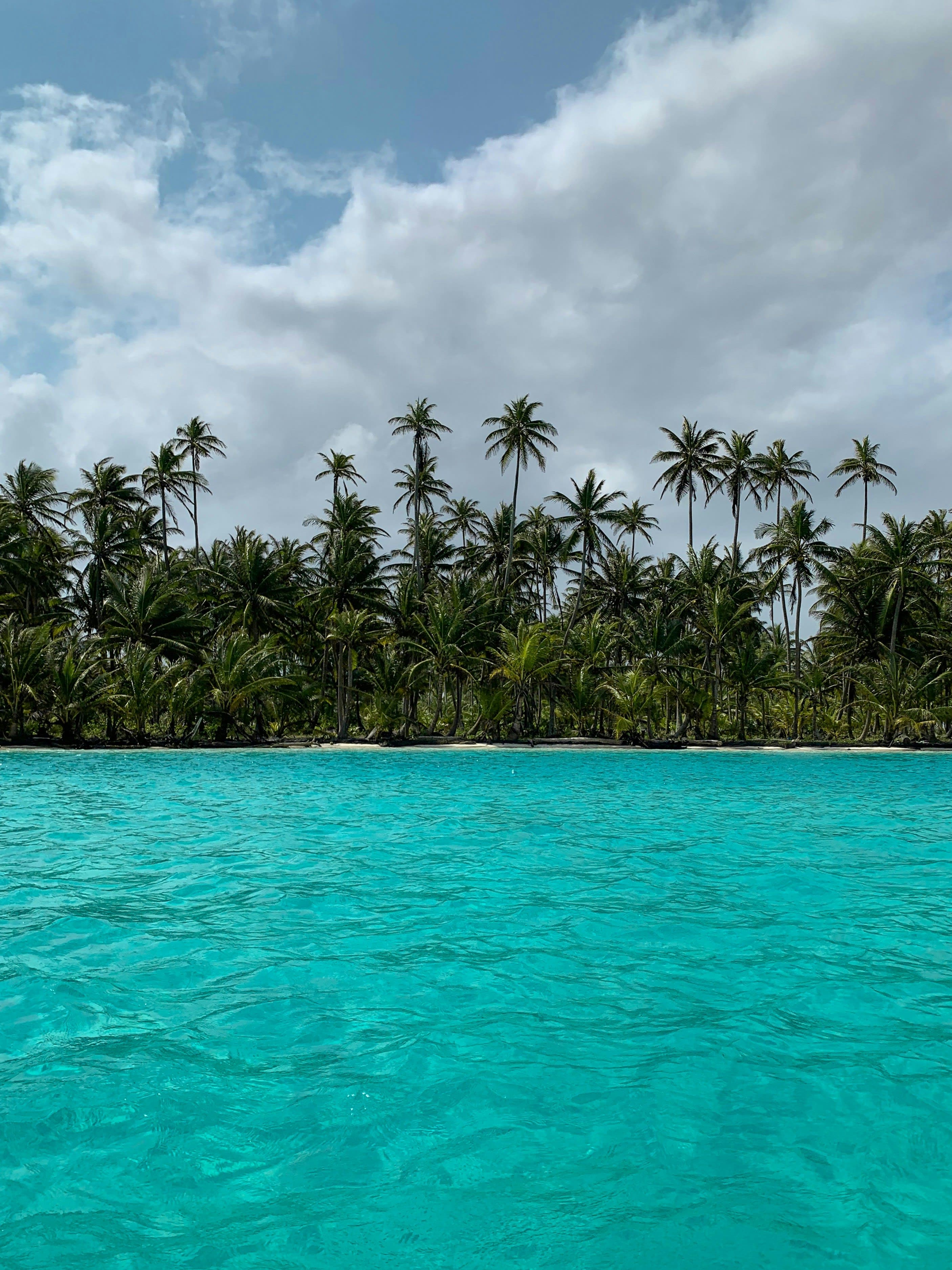 A tropical scene with clear turquoise water and a grove of palm trees under a blue sky.