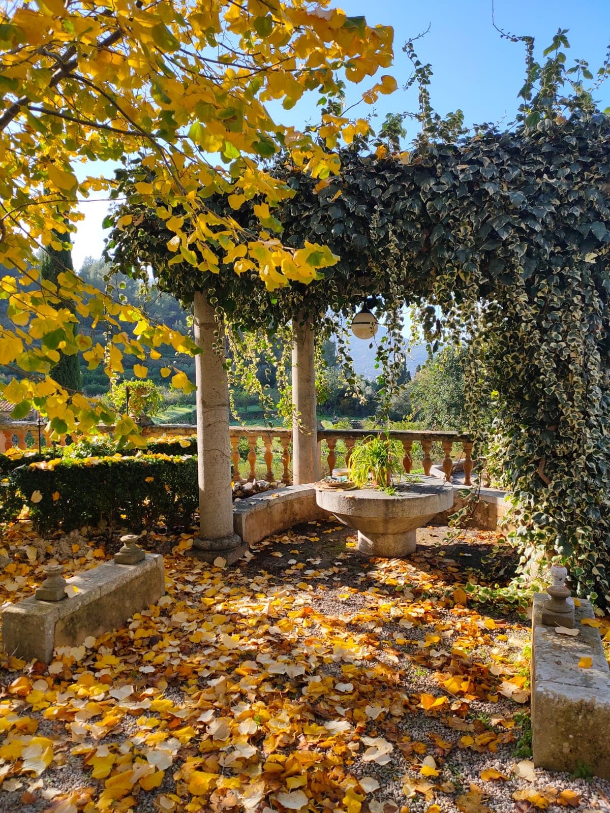 Autum in Biniaraix with fall foliage covering the patio as yellow leaves dot the sky on a sunny day.