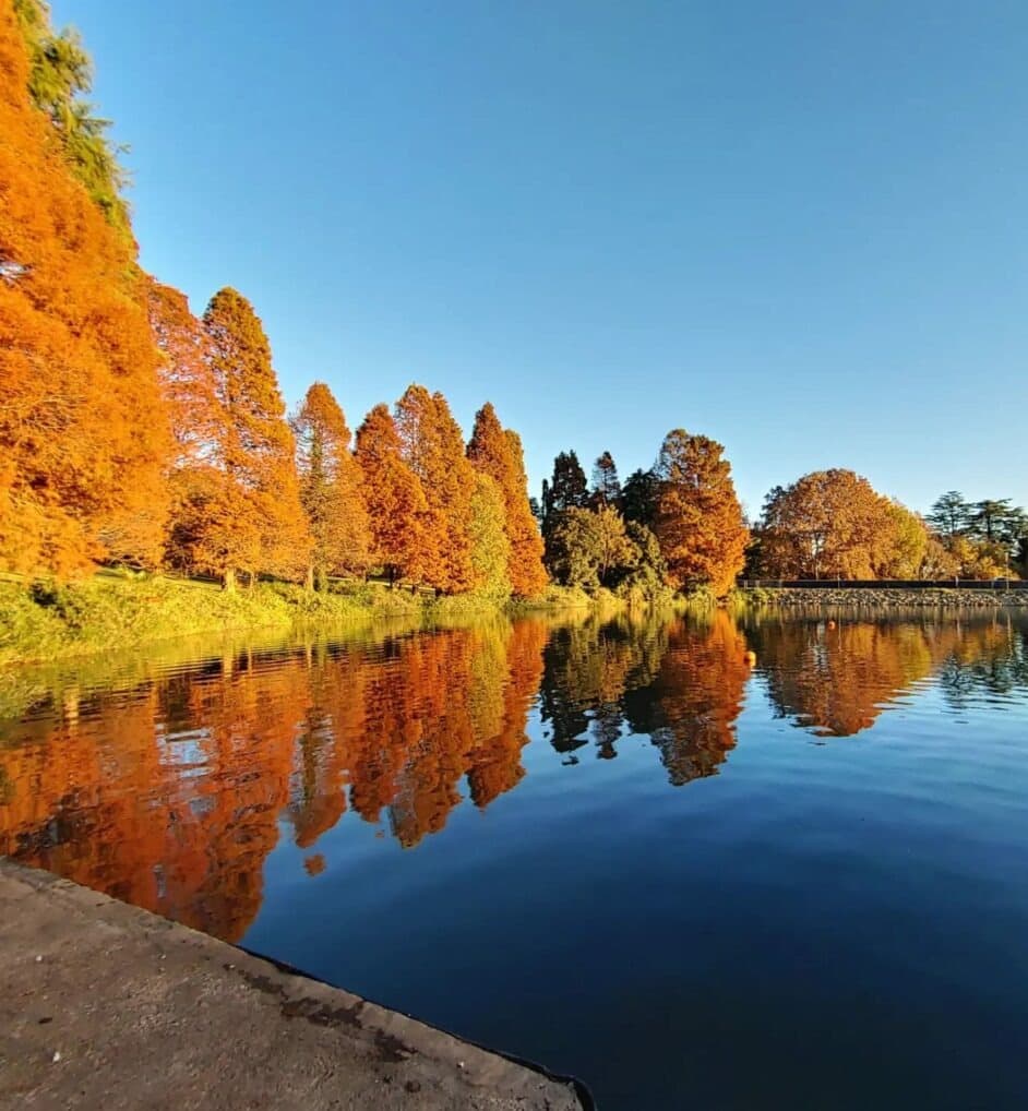 A view of a glassy lake with orange colored trees and green grass lining the shore at The Emmarentia Dam in Johannesburg on a clear day.