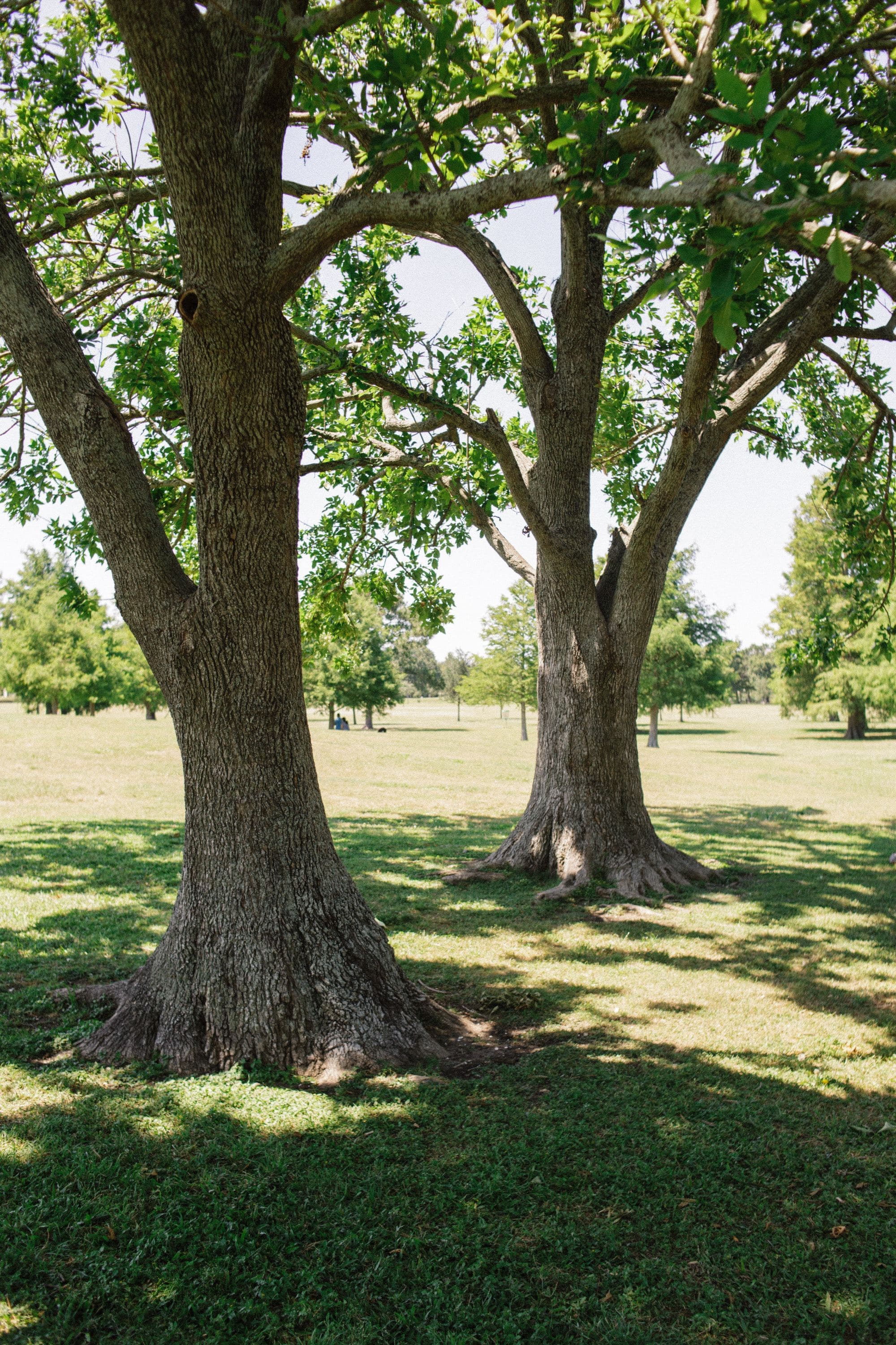 trees in park