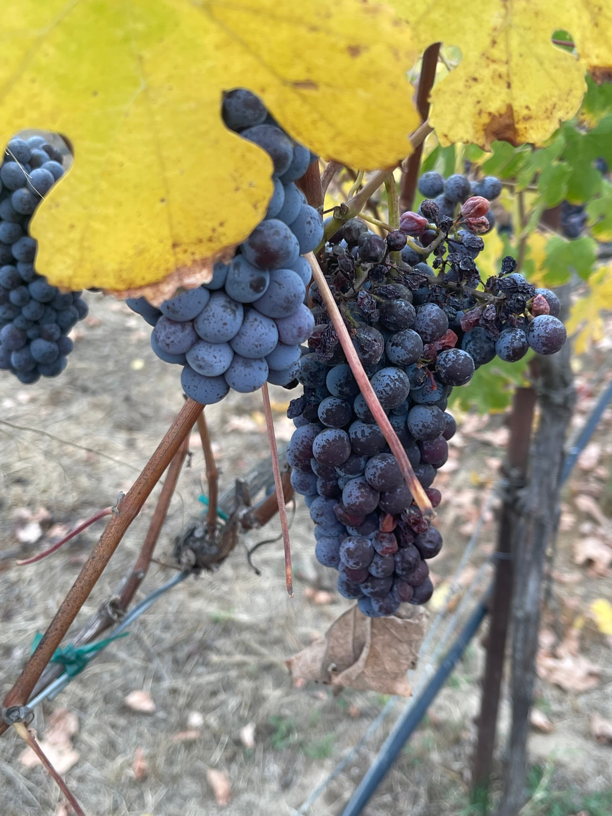 A picture of the wine yard in Sonoma.