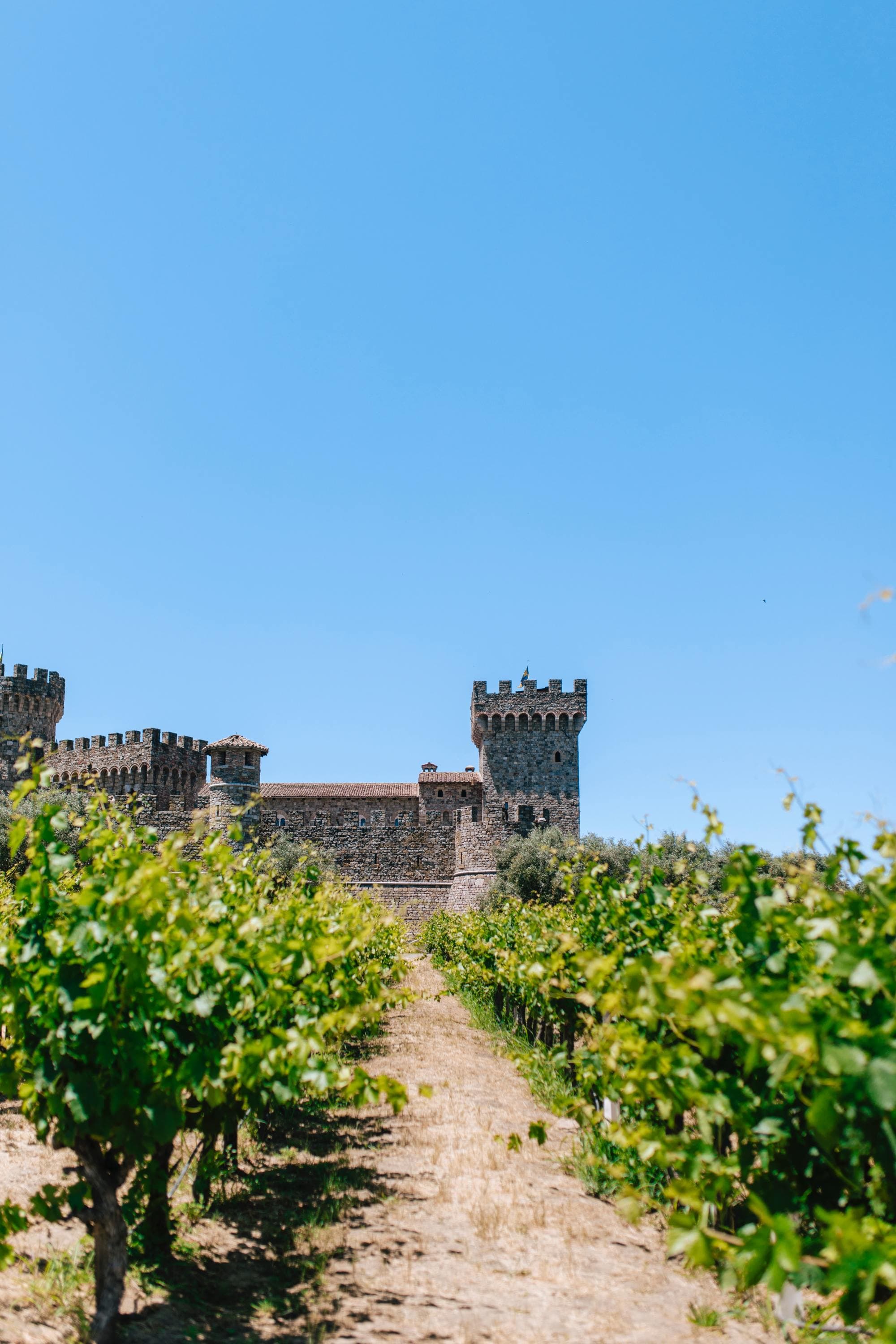 a row in a vineyard leads to a castle