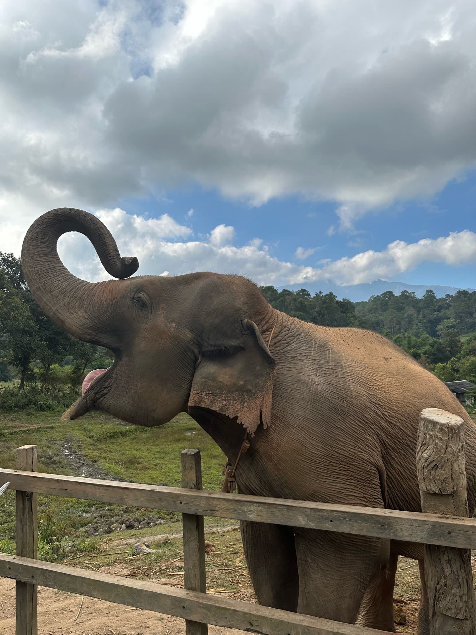 Elephants in an elephant sanctuary.