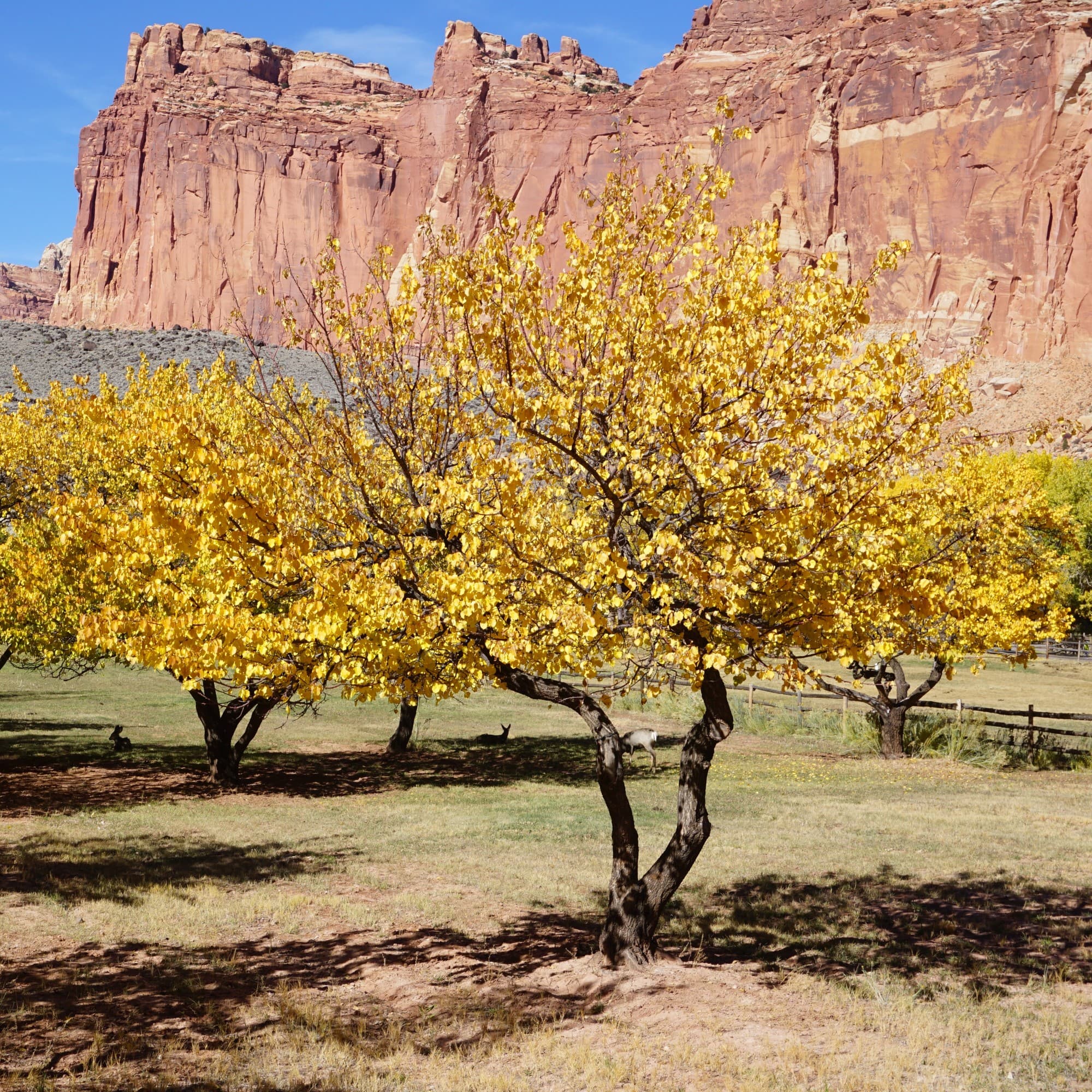 A picture of a trees with yellow leaves in front of mountains.