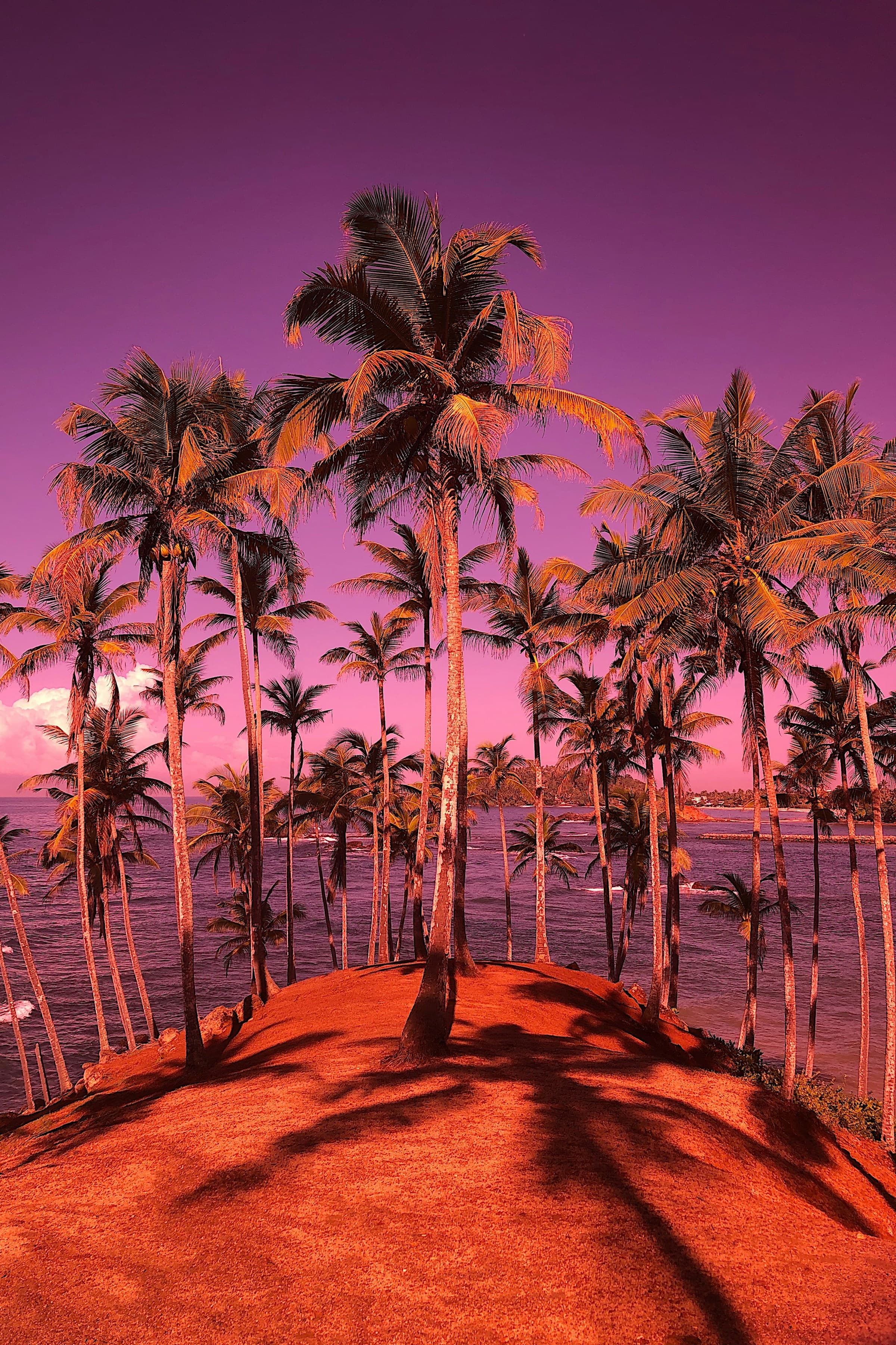 Coconut trees at Mirissa beach at sunset with a purple sky.