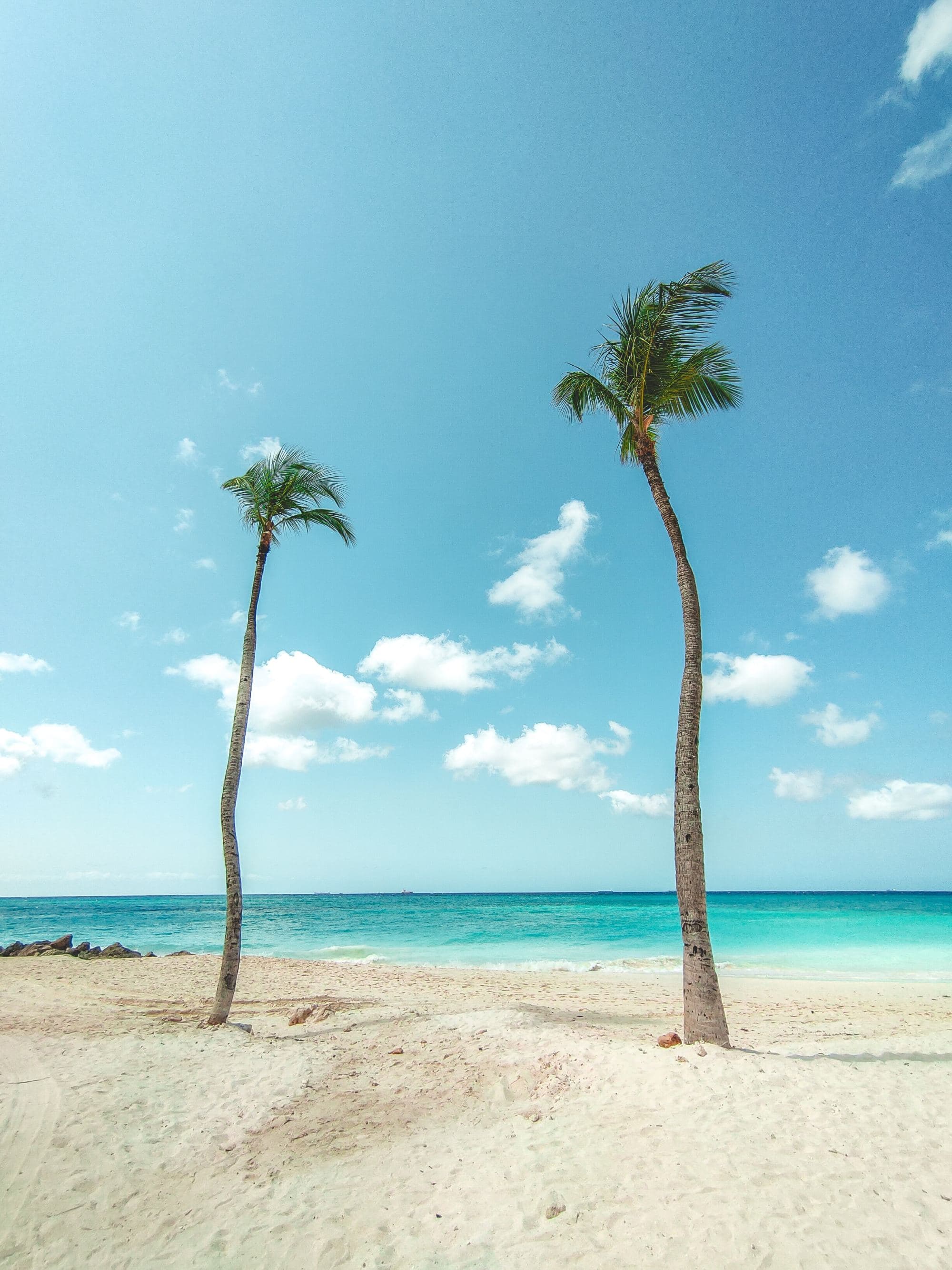 two palm trees on the beach