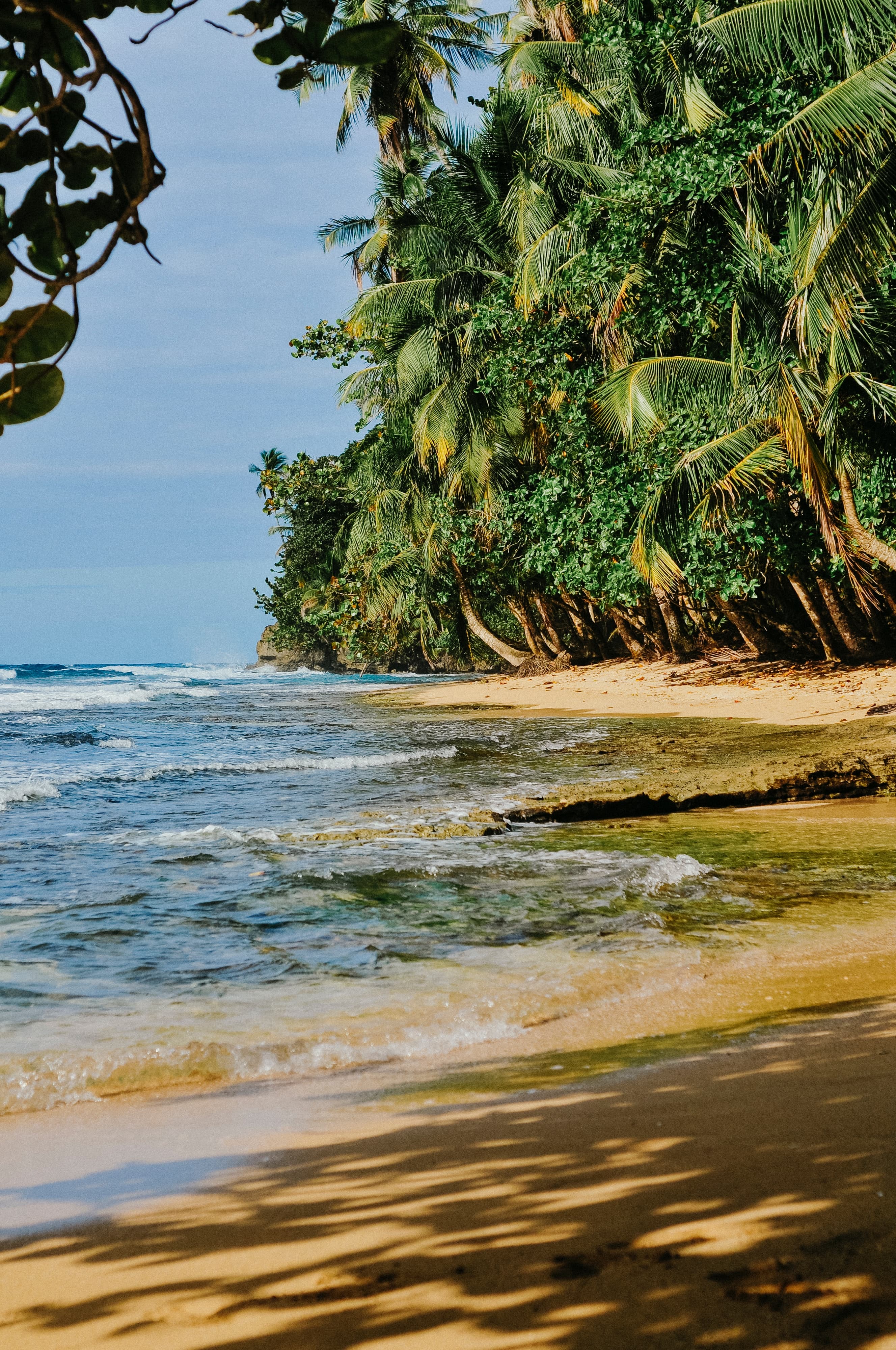Sandy beach next to the ocean with palm trees during daytime